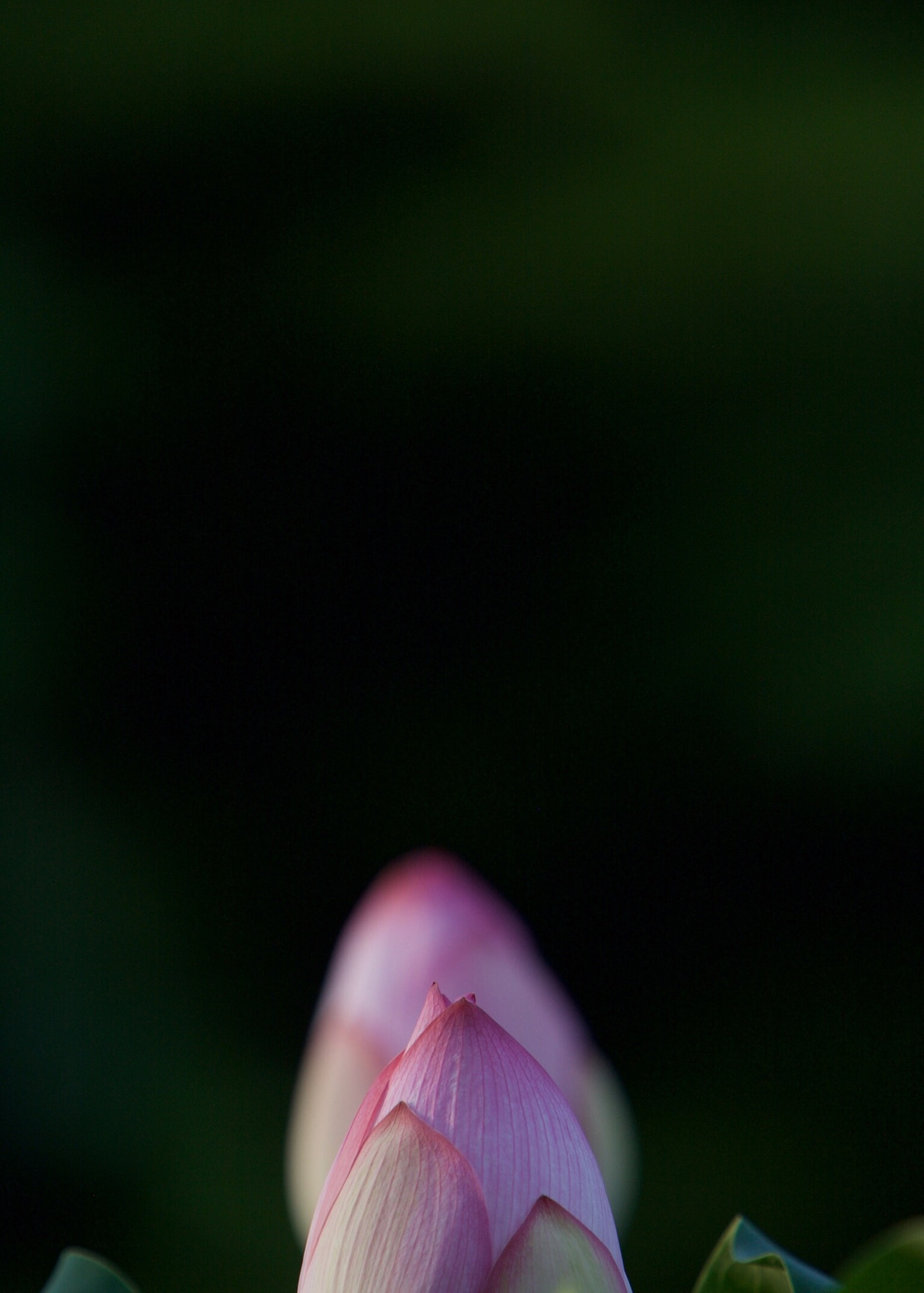 Canon EF 70-200mm F2.8L IS USM sample photo. Bud photography