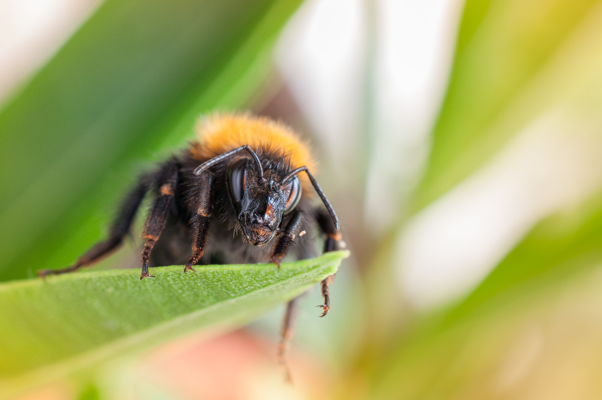 Nikon AF-S DX Micro Nikkor 40mm F2.8 sample photo. Meet the bumblebee photography
