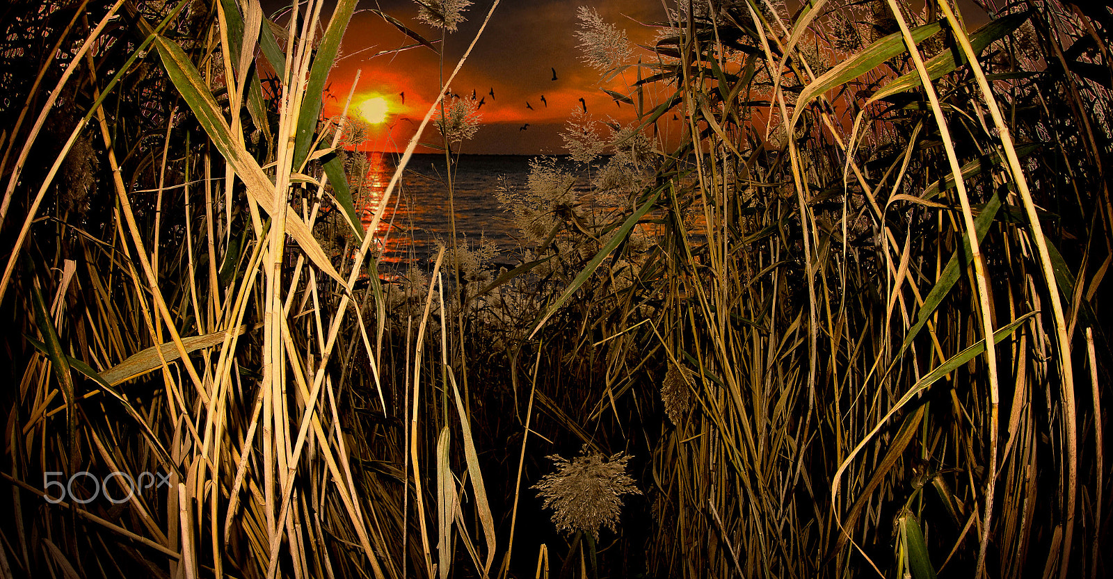 Canon EF 8-15mm F4L Fisheye USM sample photo. End of the jungle photography