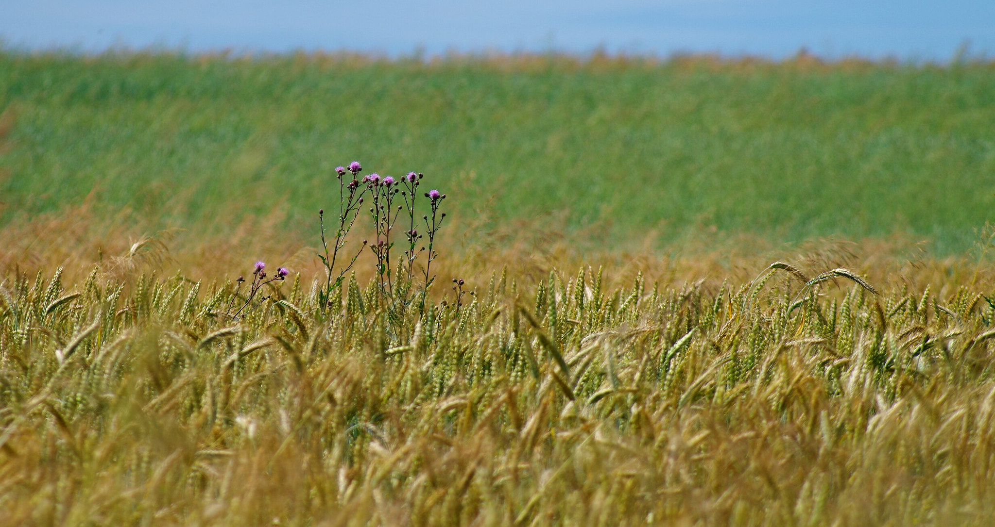 smc PENTAX-F 80-200mm F4.7-5.6 sample photo. Summer photography