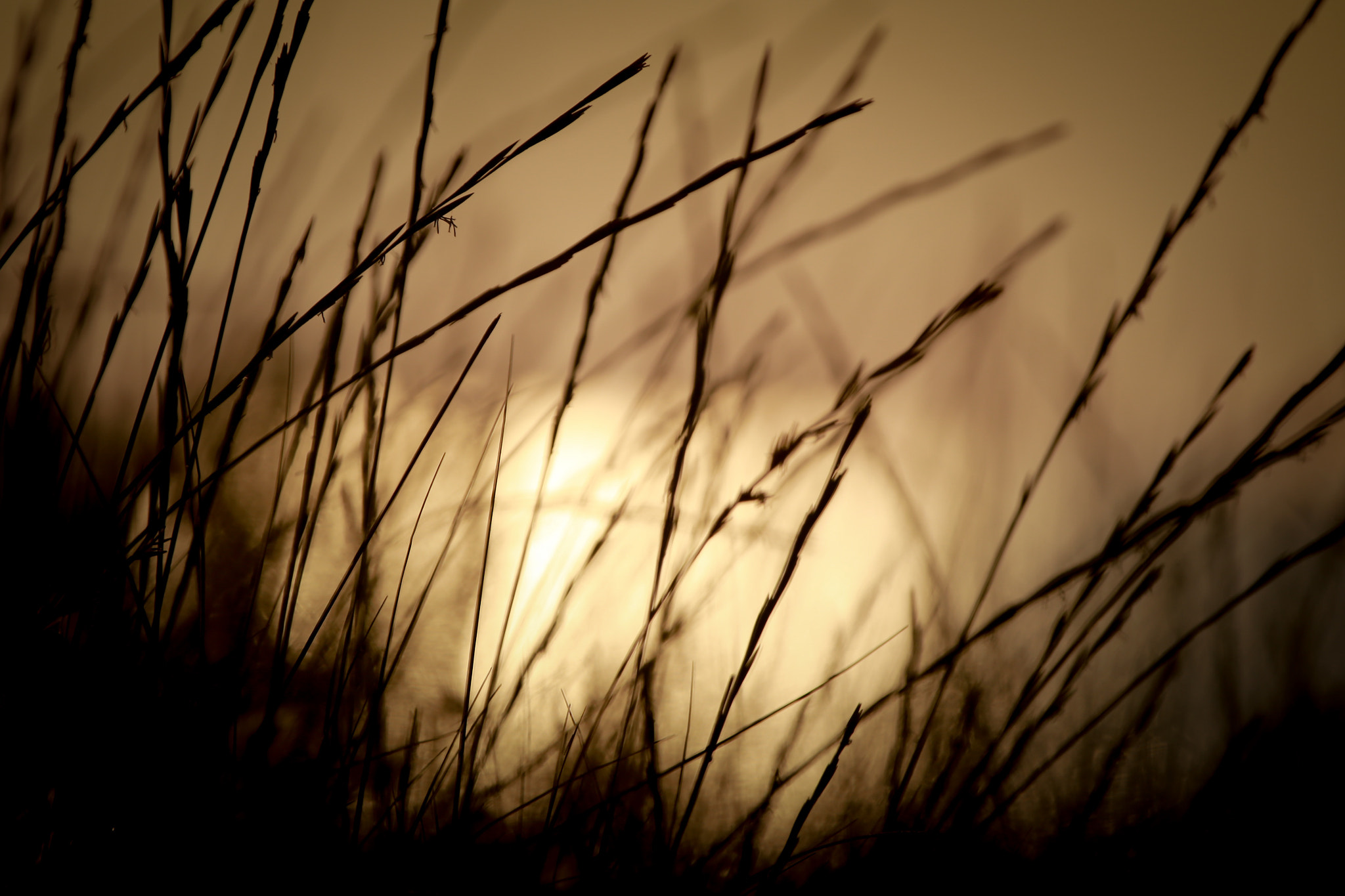 Canon EF 70-200mm F2.8L IS II USM sample photo. Peace photography