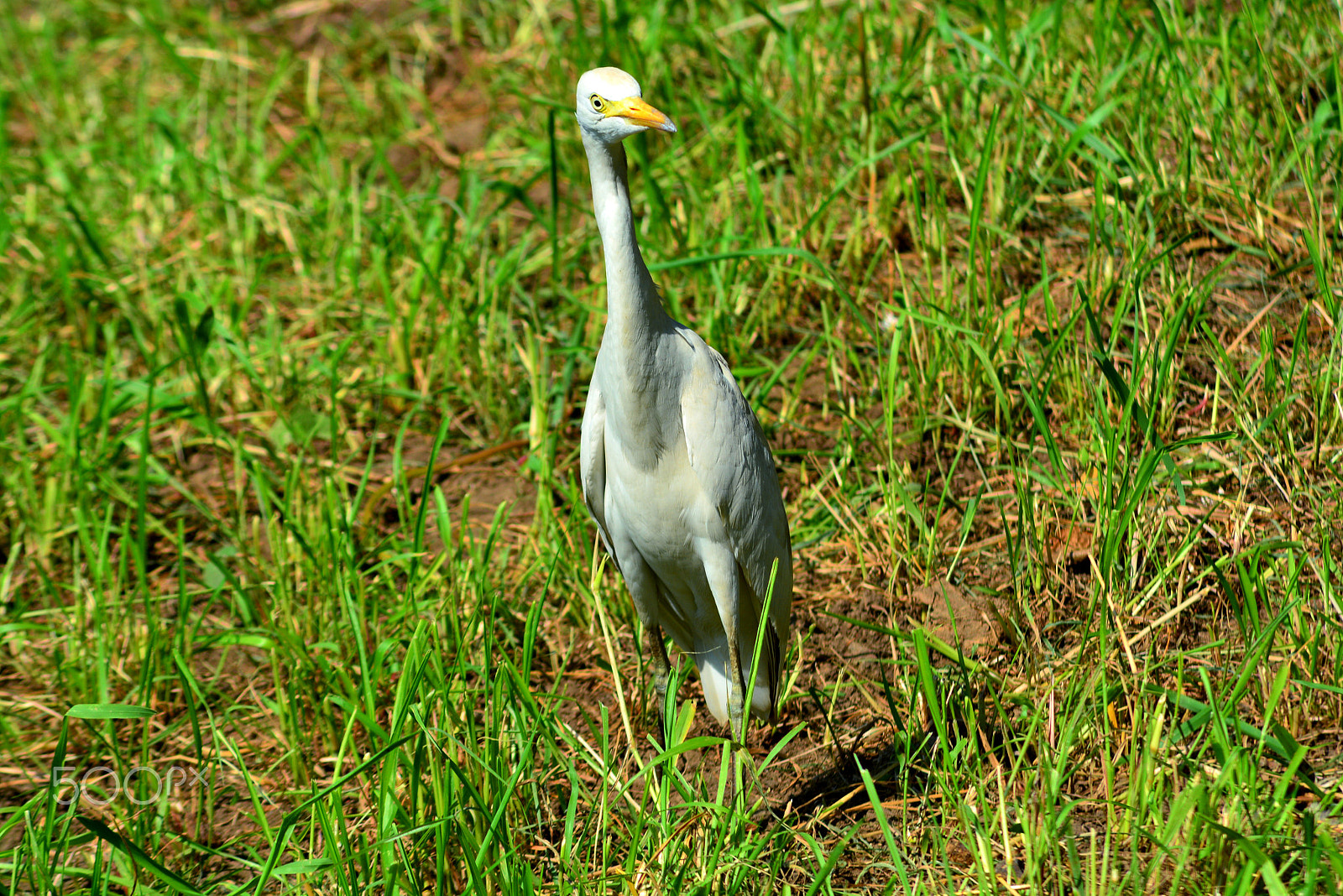 Nikon AF Nikkor 70-300mm F4-5.6G sample photo. Egret photography