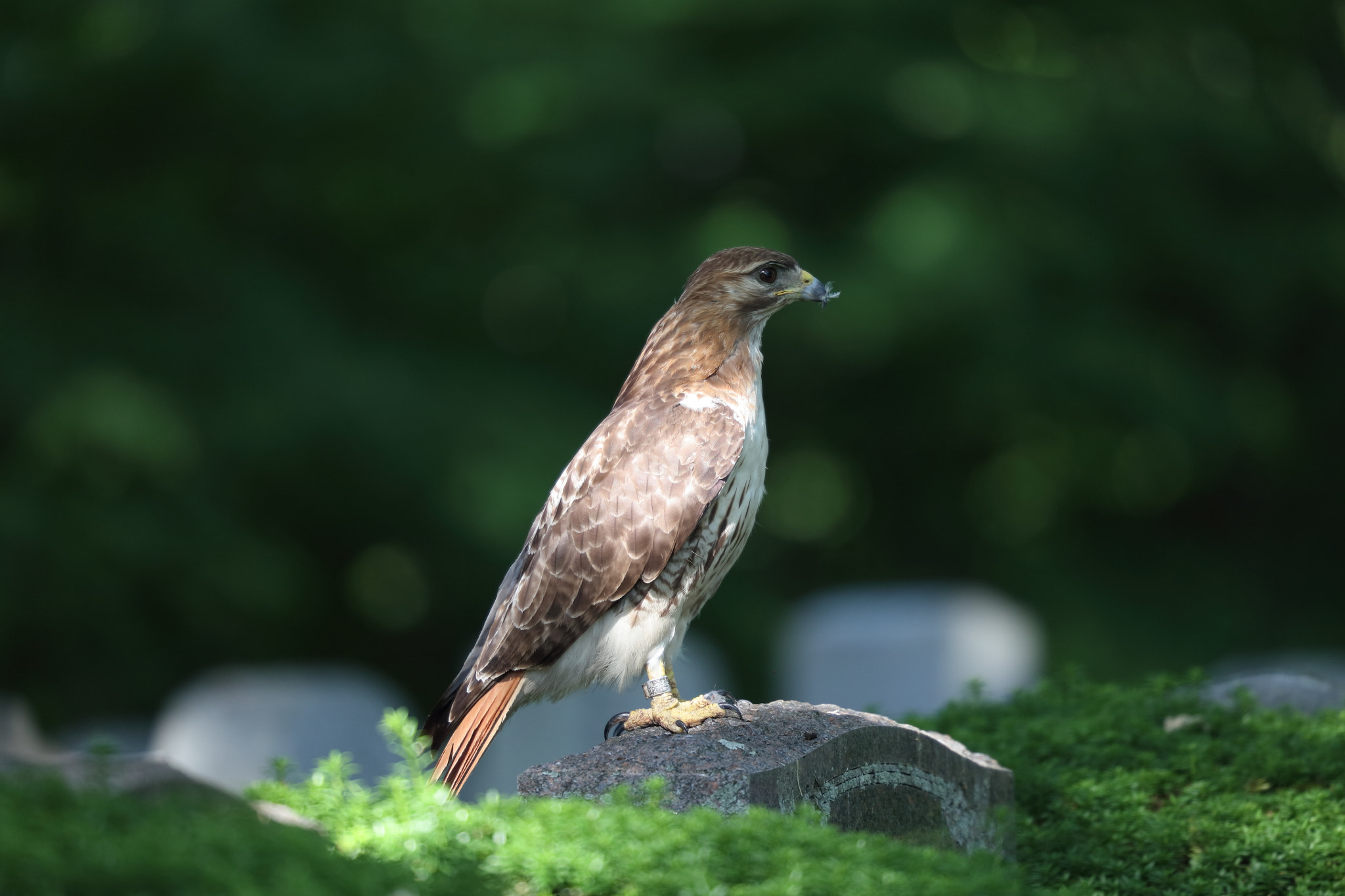 Canon EF 200mm F2L IS USM sample photo. Red-tailed hawk photography