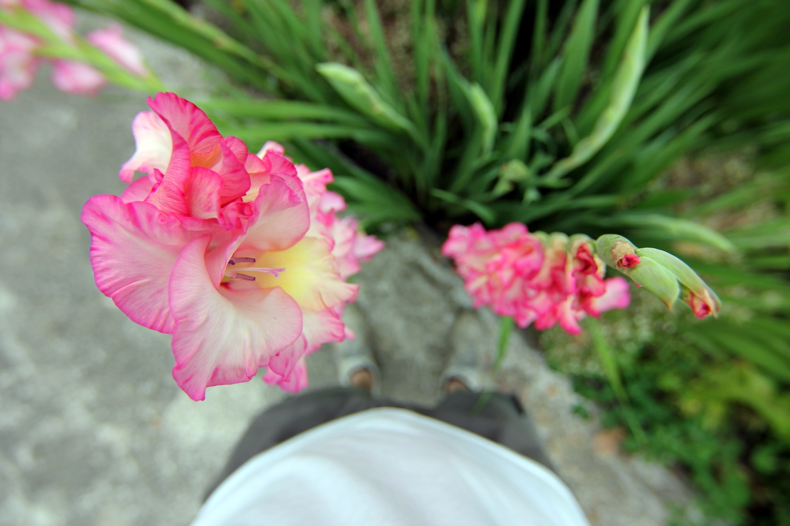 Tokina AT-X 12-28mm F4 Pro DX sample photo. From the top of the gladiolus [img_0056.jpg] photography