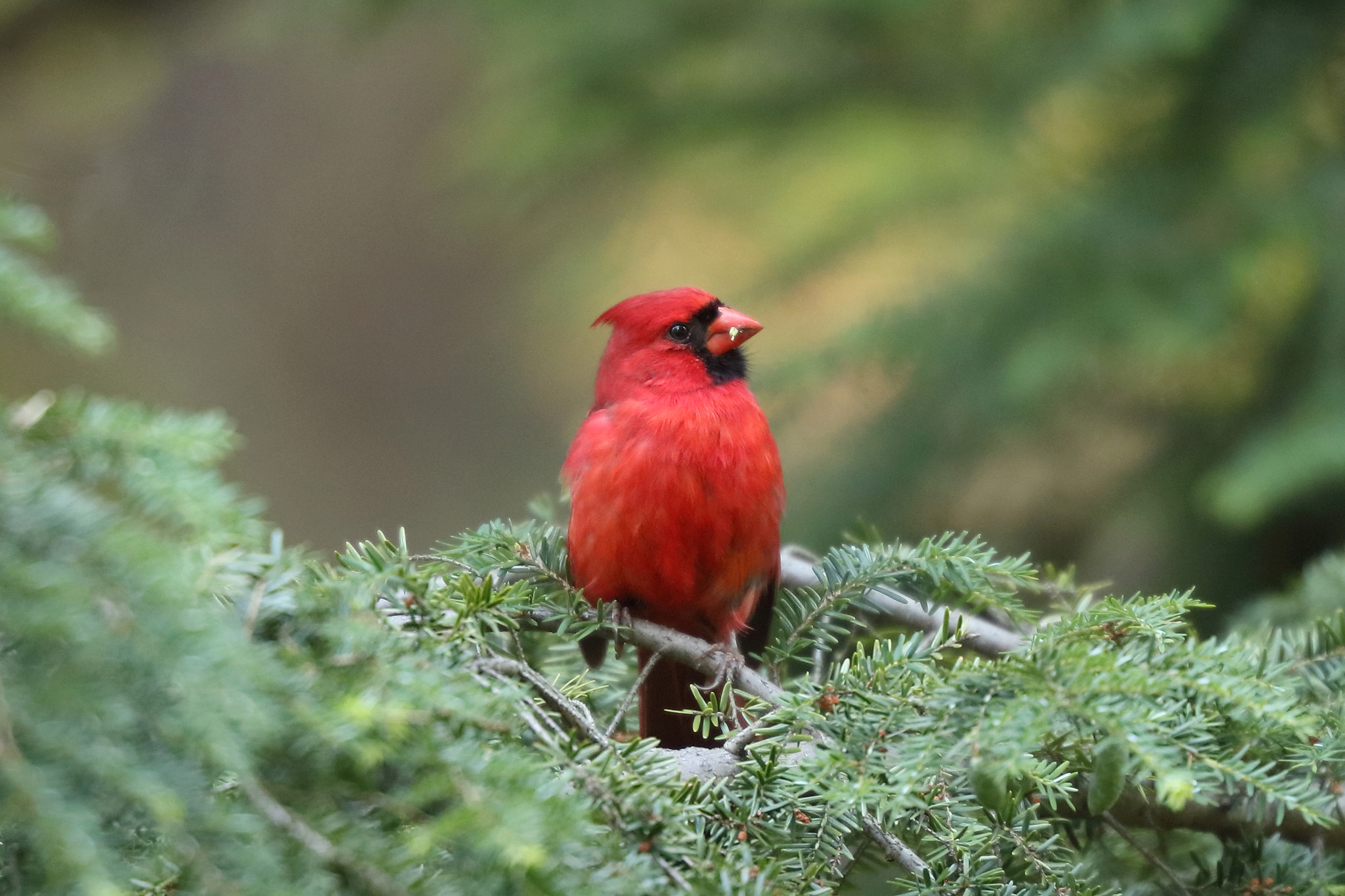 Canon EOS 5DS R + Canon EF 200mm F2L IS USM sample photo. Northern cardinal photography