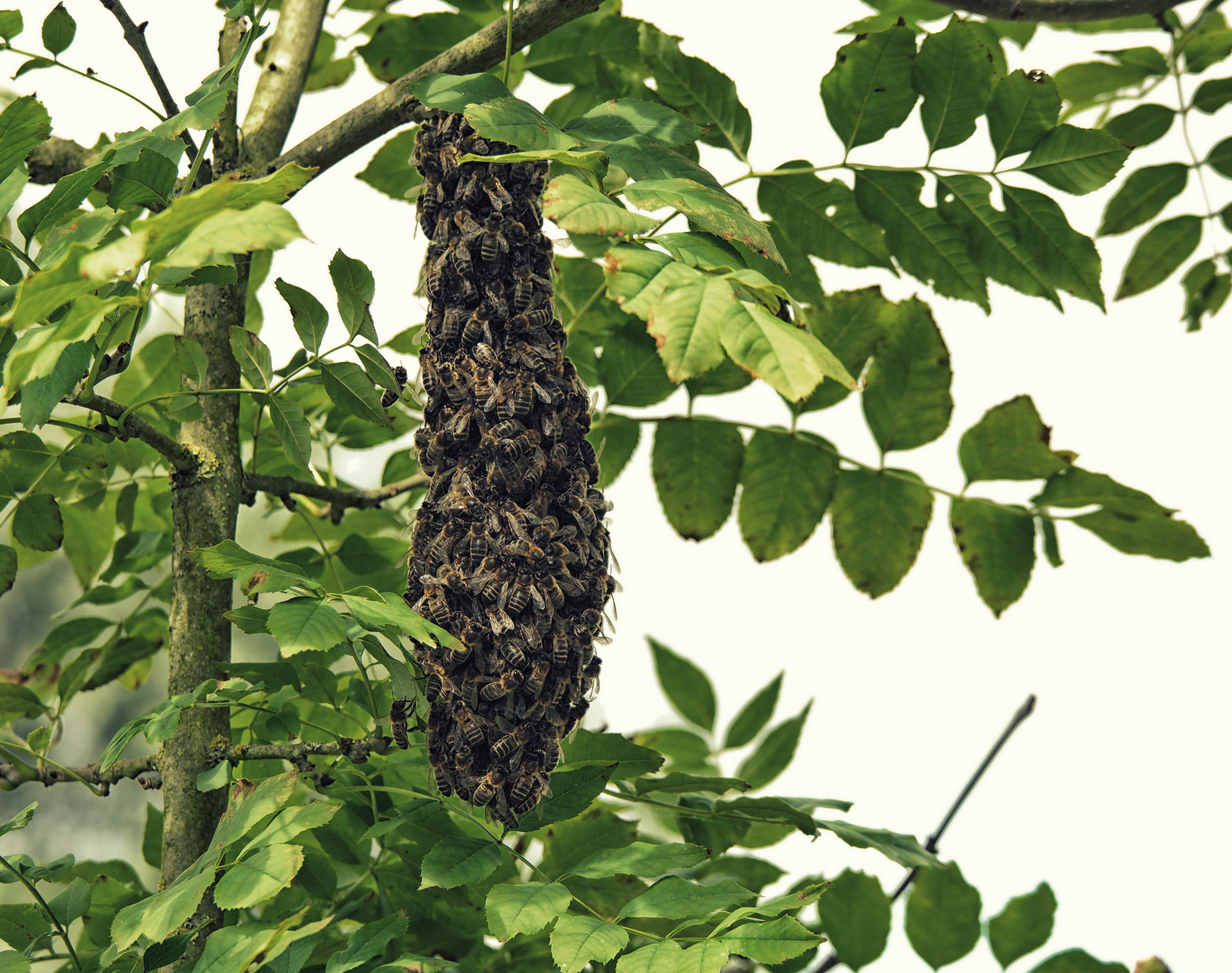 Samsung NX500 + NX 50-200mm F4-5.6 sample photo. Swarm bee photography