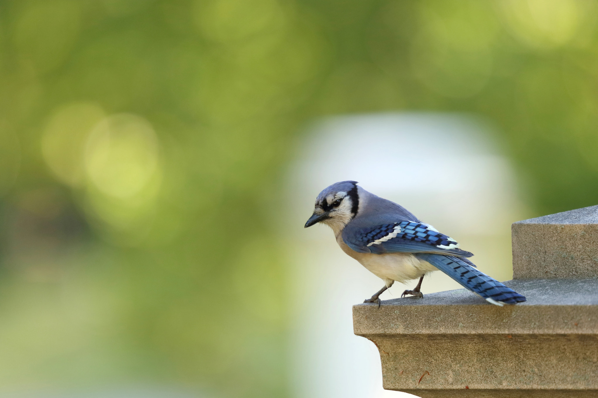 Canon EOS 5DS R + Canon EF 200mm F2L IS USM sample photo. Blue jay photography