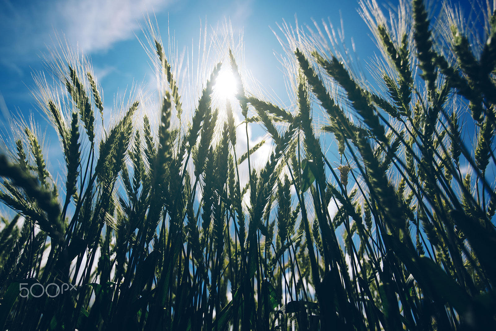 Tamron SP 15-30mm F2.8 Di VC USD sample photo. Low angle view of retro toned wheat field against sun photography