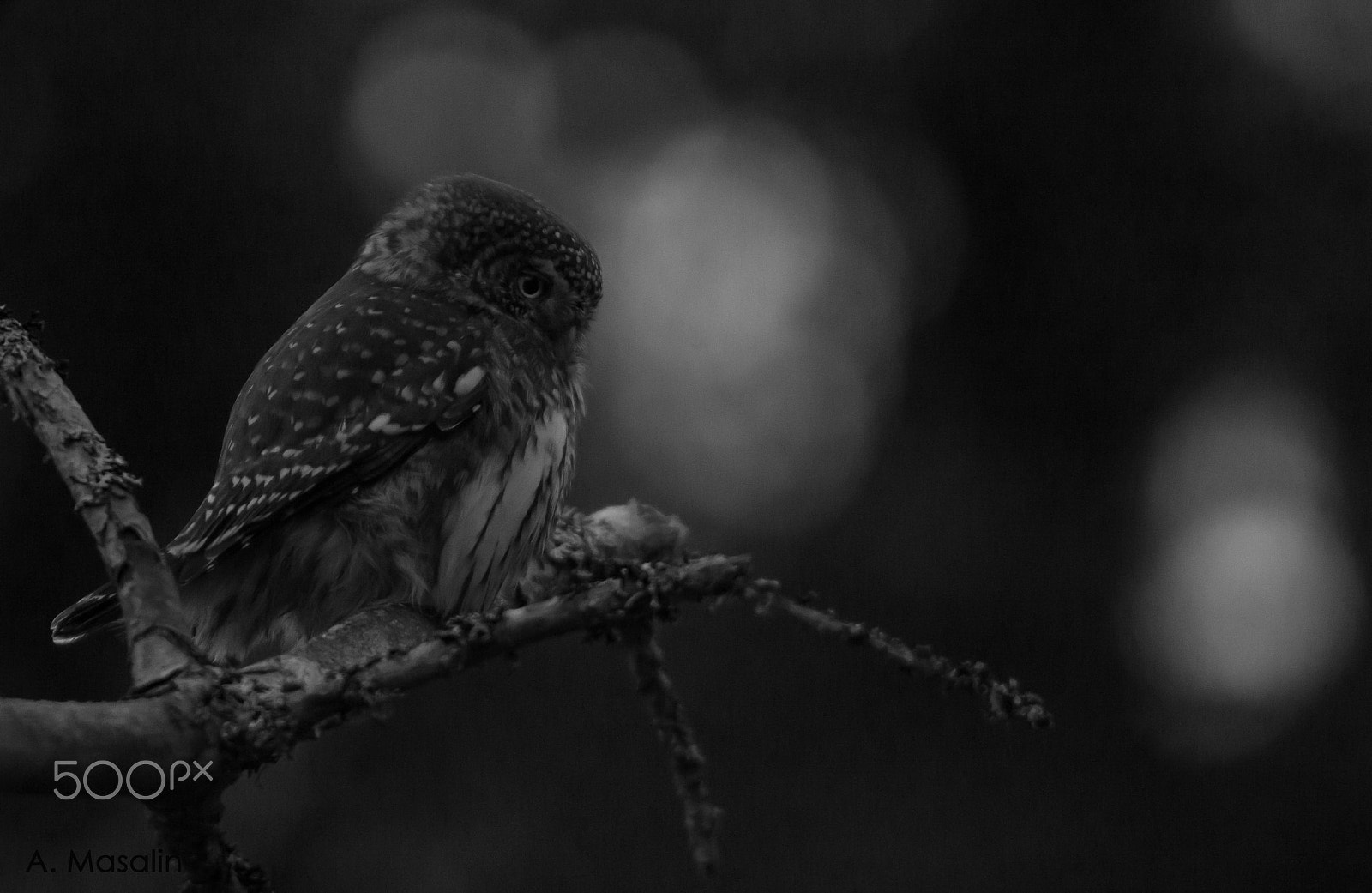 Nikon D600 sample photo. Eurasian pygmy owl photography