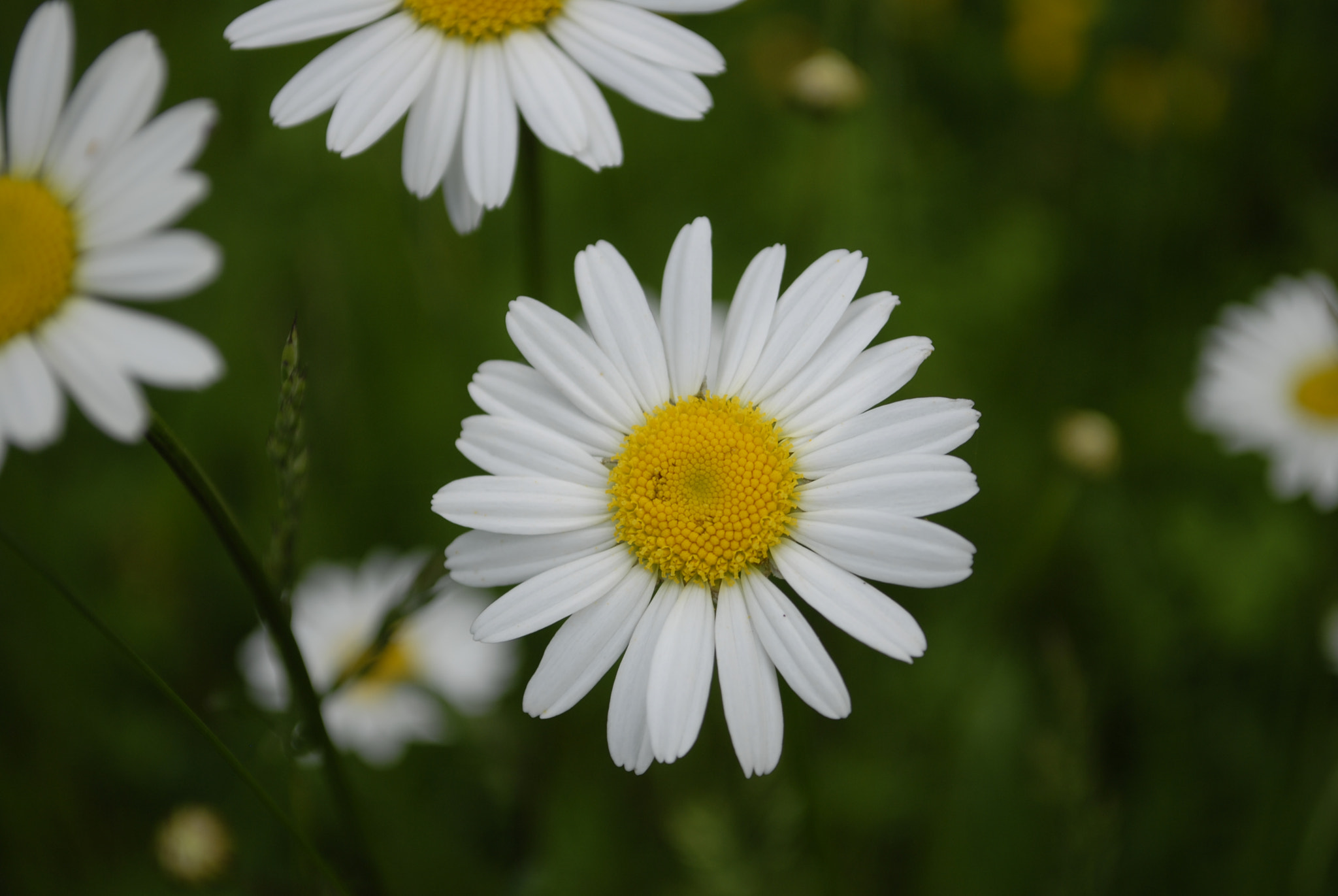 Nikon D200 sample photo. Margherita gigante selvatica photography