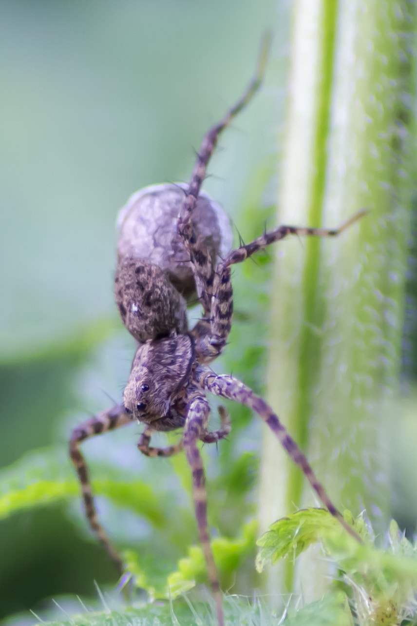 Canon EOS 700D (EOS Rebel T5i / EOS Kiss X7i) + Tamron SP AF 90mm F2.8 Di Macro sample photo. Spider photography