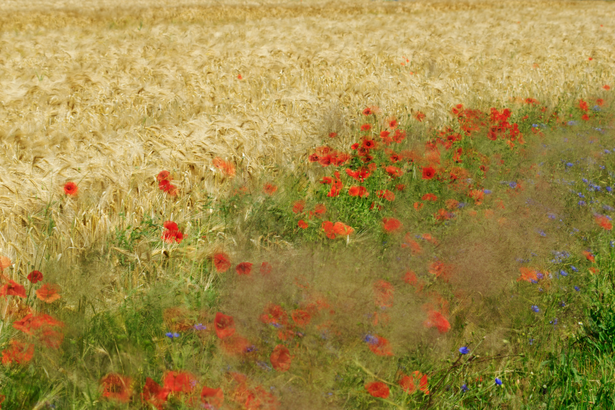 Pentax smc DA* 60-250mm F4.0 ED (IF) SDM sample photo. Poppies in summer wind photography