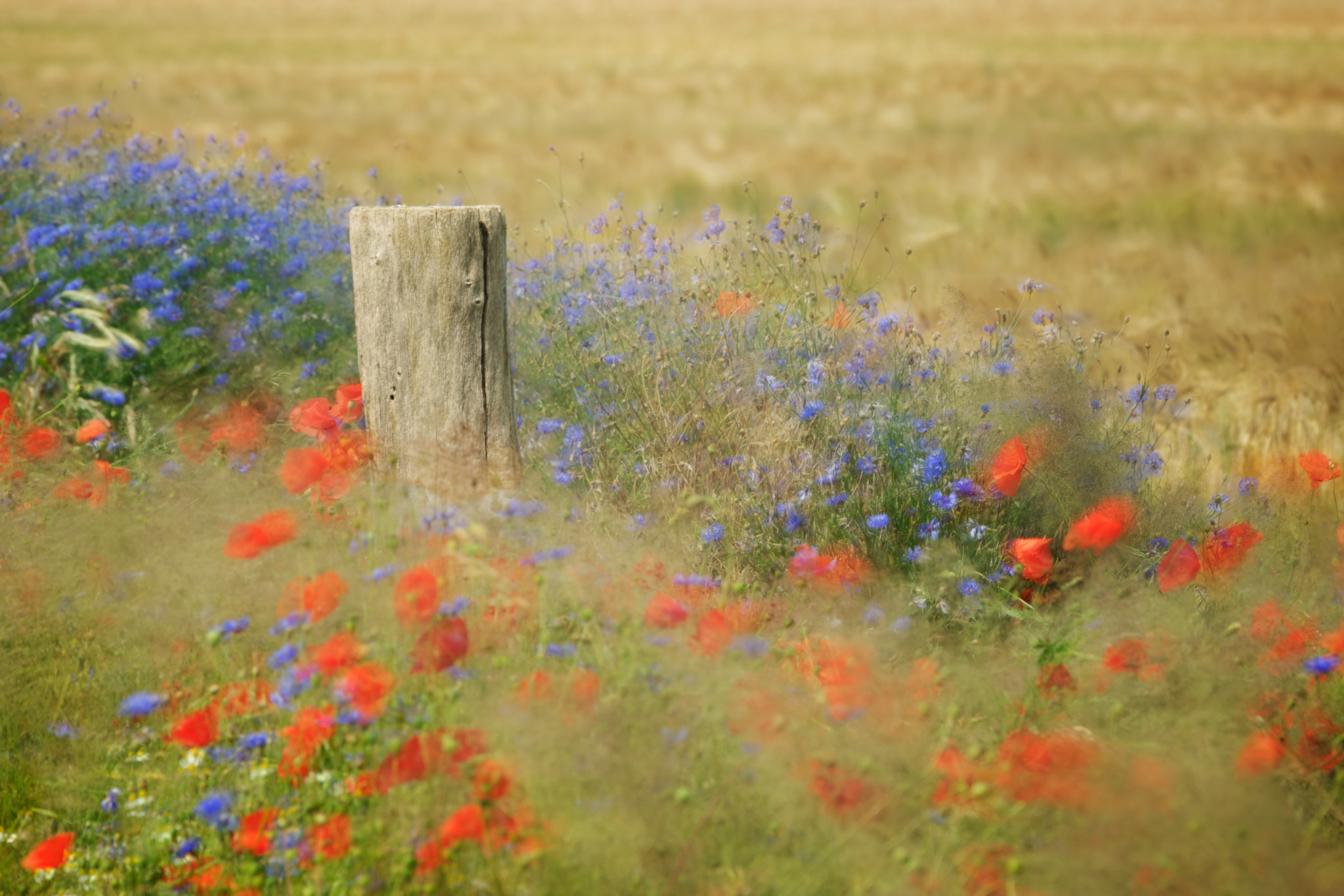 Pentax smc DA* 60-250mm F4.0 ED (IF) SDM sample photo. Field border photography