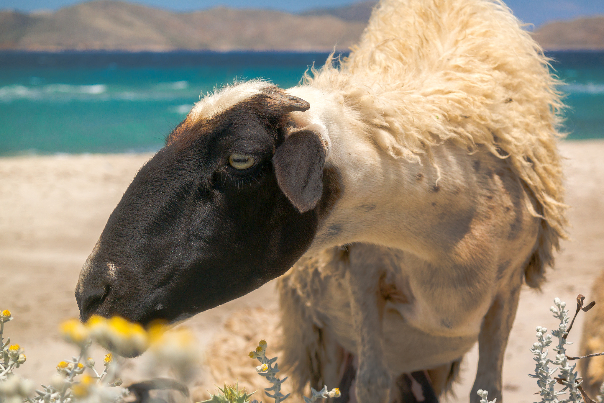 Samsung NX300M + Samsung NX 18-55mm F3.5-5.6 OIS sample photo. The sheep at the beach photography