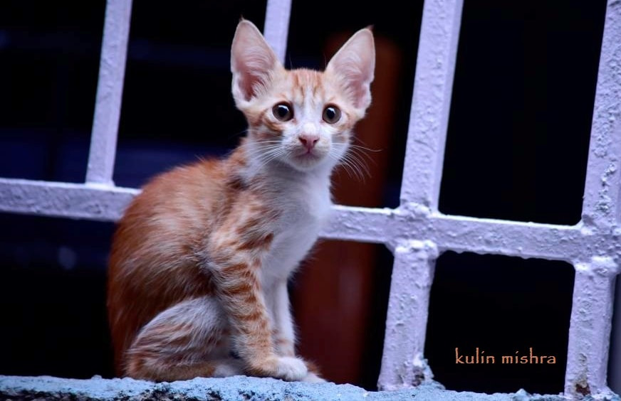 Sigma 70-300mm F4-5.6 APO DG Macro sample photo. The innocent kitten photography