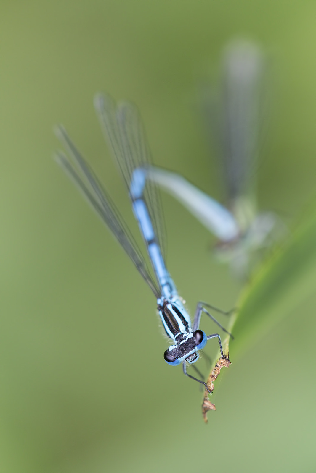 Canon EOS 7D Mark II + Tamron SP AF 180mm F3.5 Di LD (IF) Macro sample photo. Agrion photography