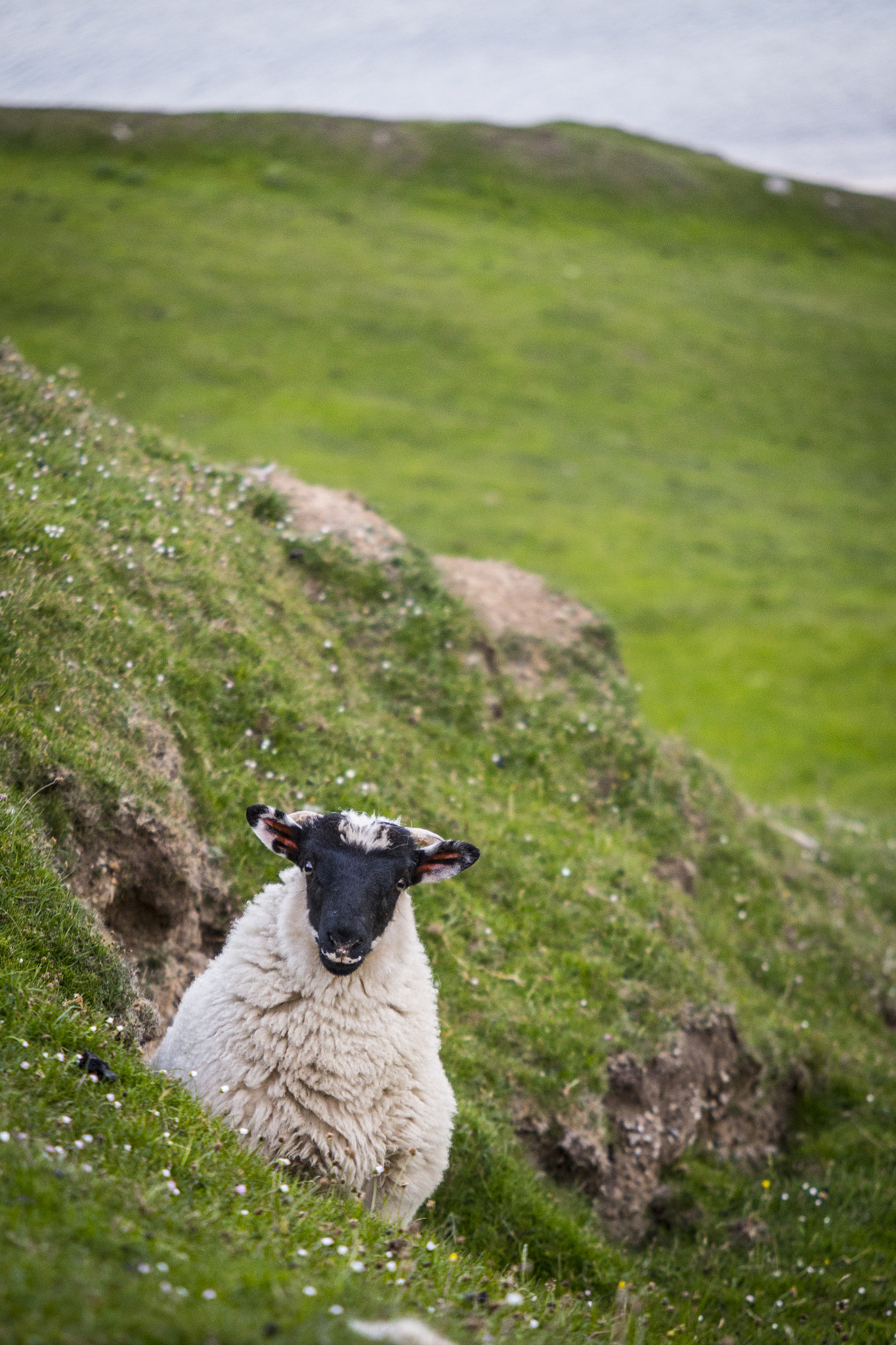 Sigma 70-200mm F2.8 EX DG OS HSM sample photo. Ireland ii. photography