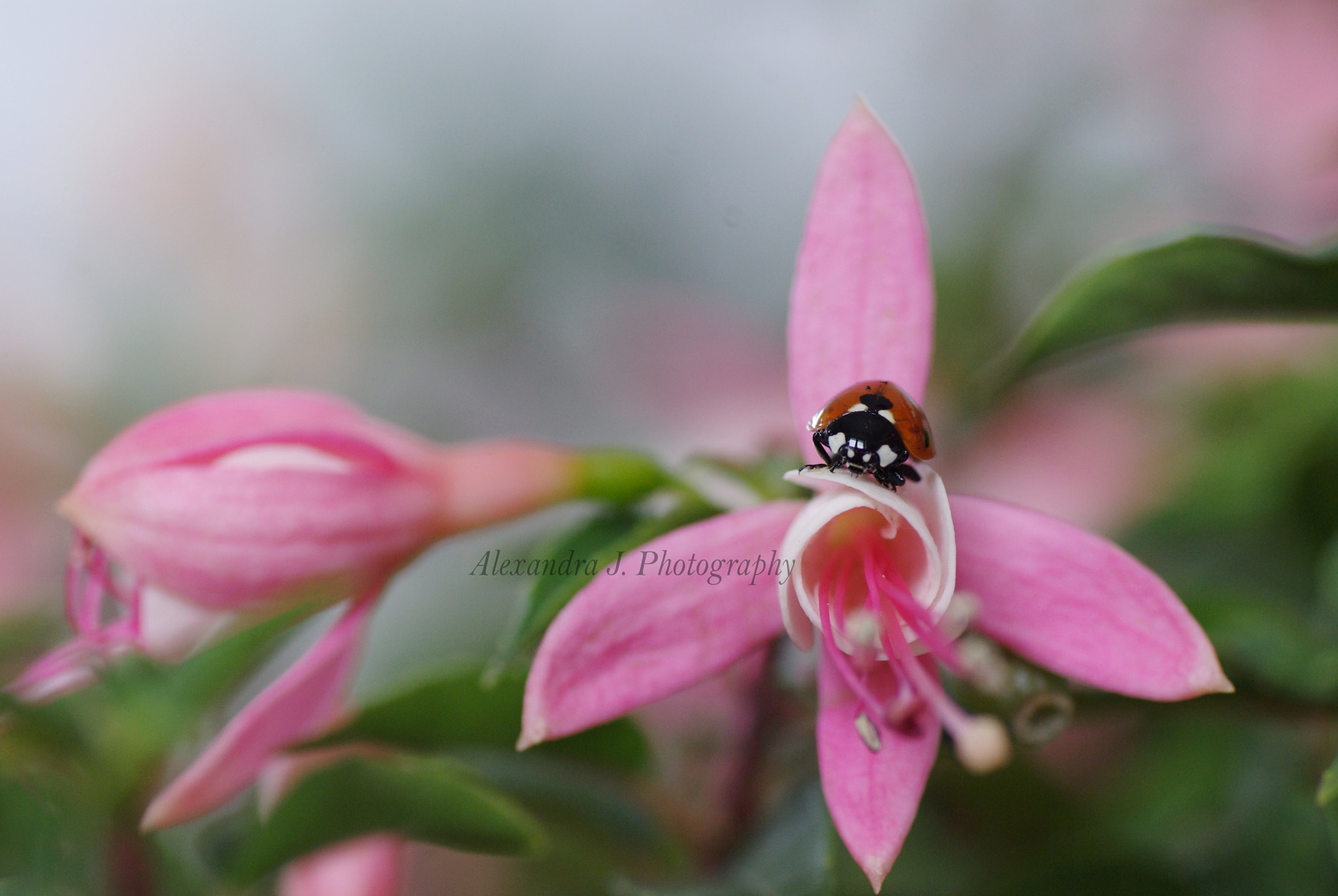 Tamron SP AF 90mm F2.8 Di Macro sample photo