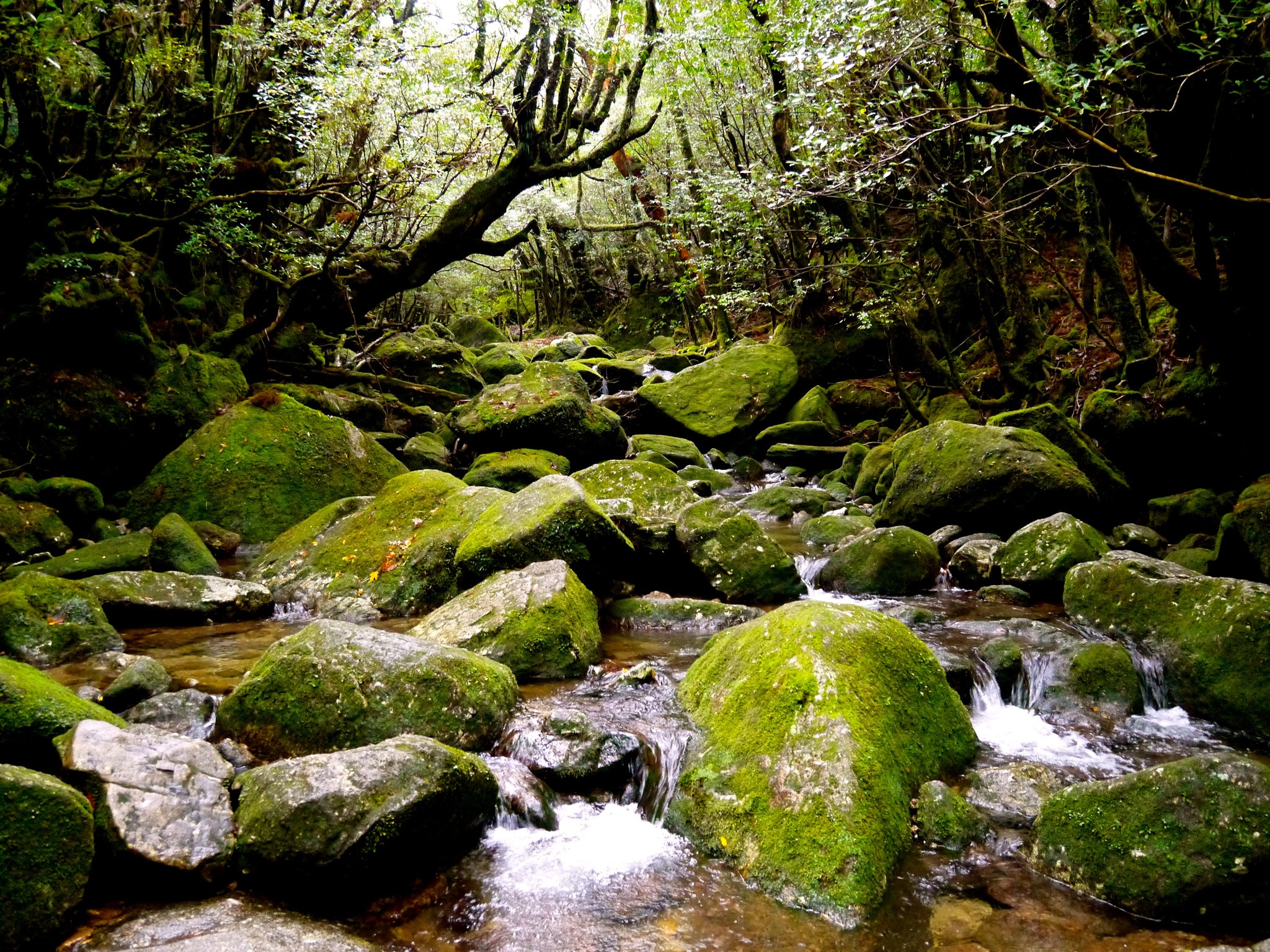 LUMIX G VARIO PZ 14-42/F3.5-5.6 sample photo. Yakushima kagoshima japan photography