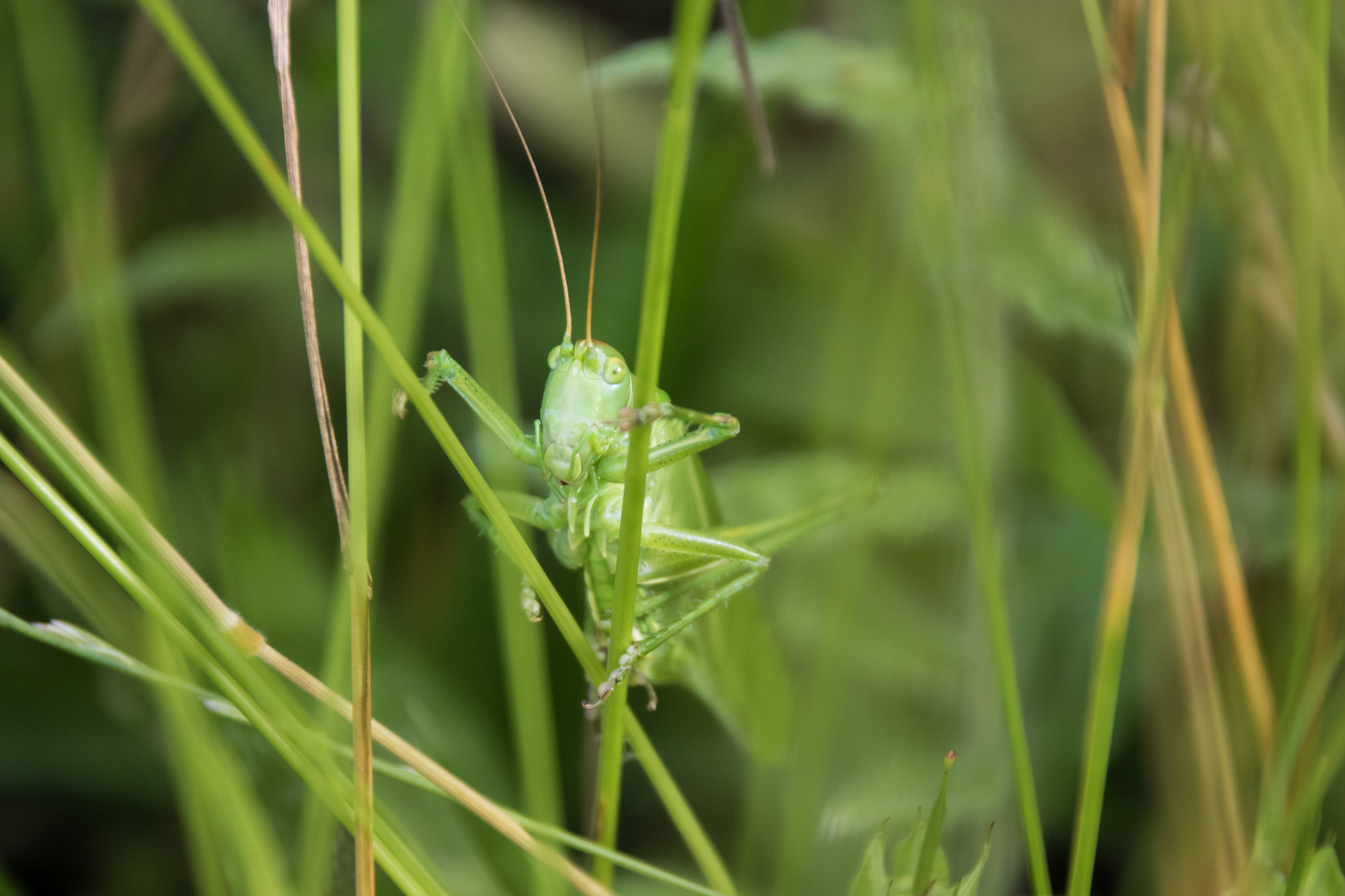 Sigma 18-250mm F3.5-6.3 DC OS HSM sample photo. Grashopper photography