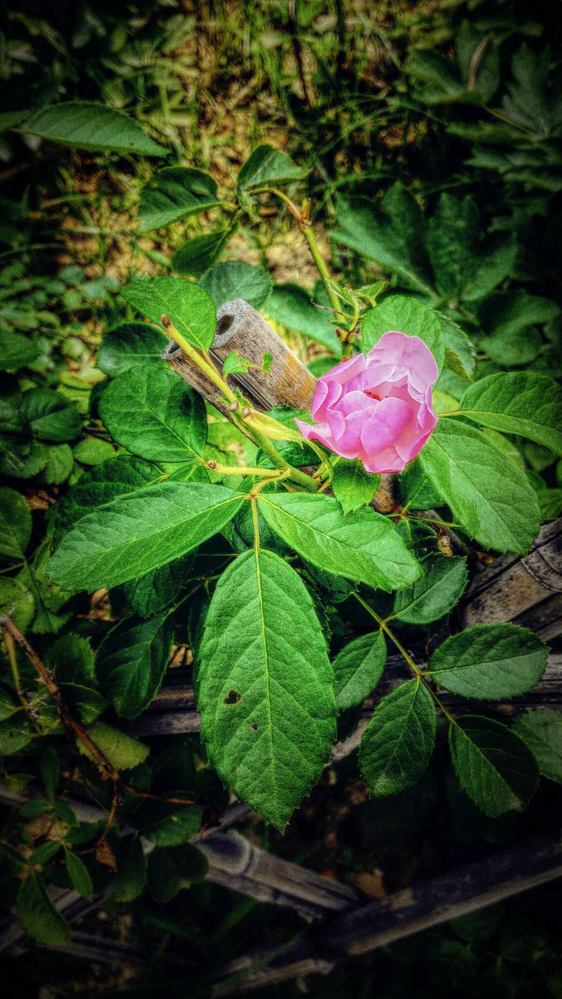 ASUS Z00ADB sample photo. 篱笆与花 photography