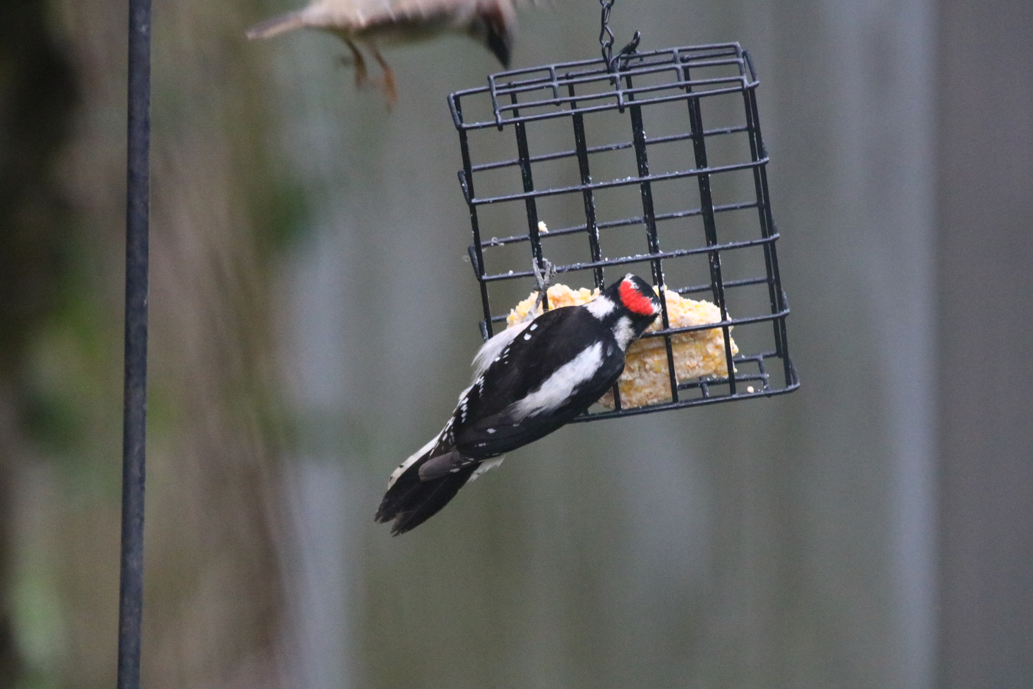 Canon EF 100-400mm F4.5-5.6L IS USM sample photo. Wrong feeder dude photography