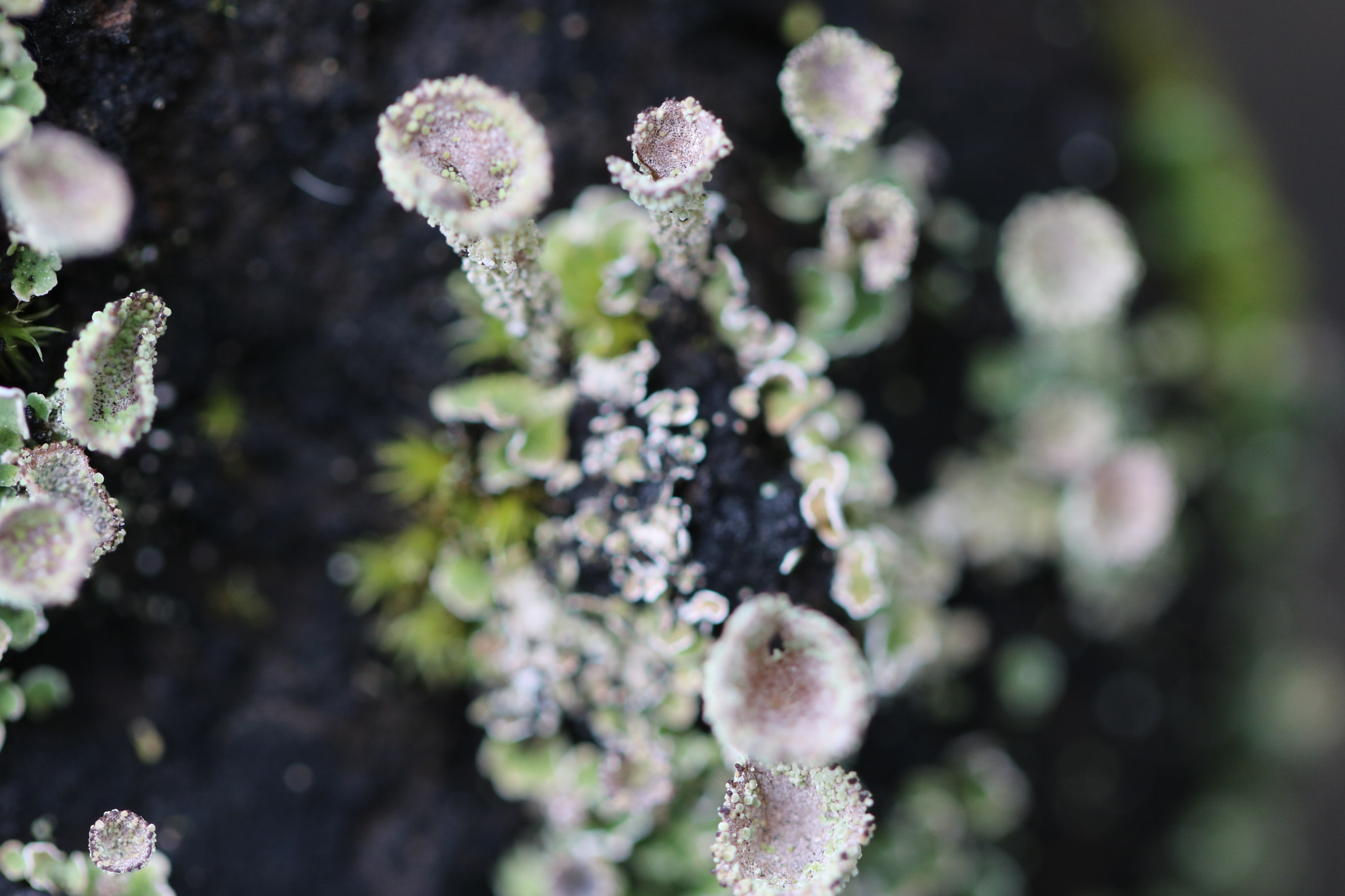 Canon EOS 760D (EOS Rebel T6s / EOS 8000D) sample photo. Micro cascade photography