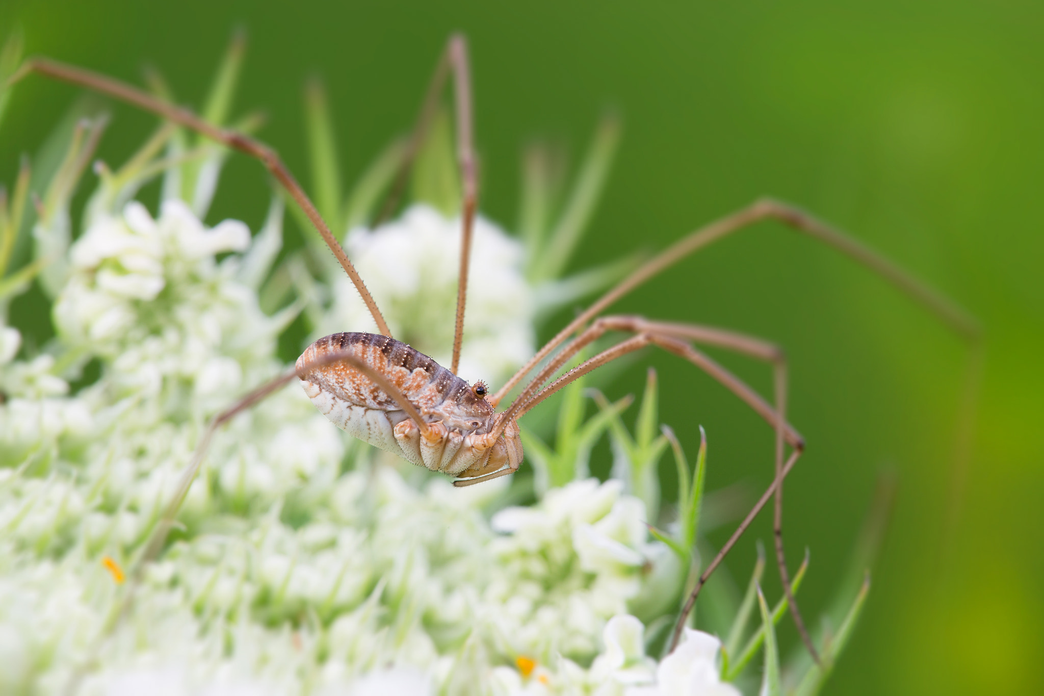 Canon EF 180mm F3.5L Macro USM sample photo. Opiliones photography