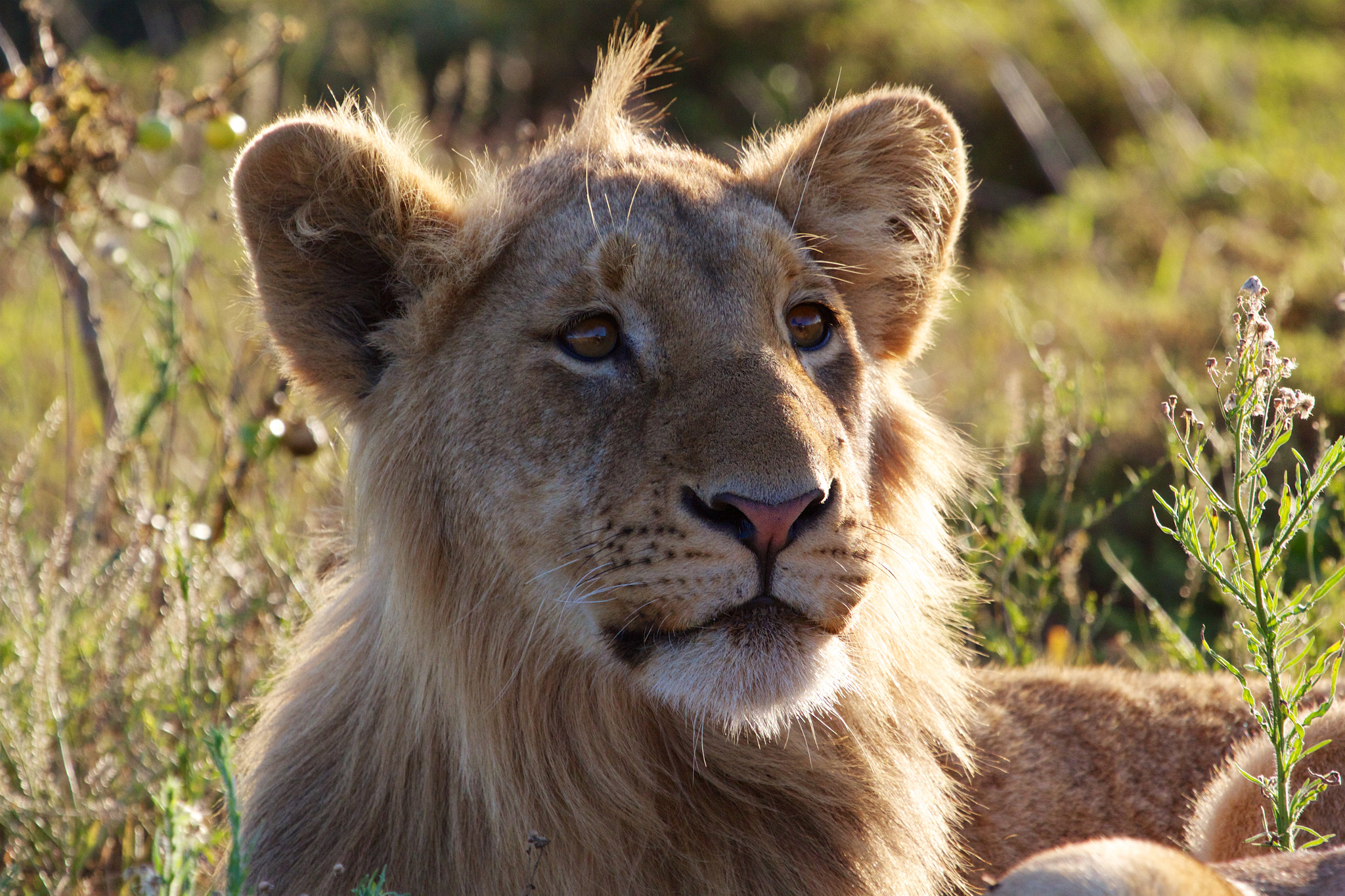 Canon EOS 60D + Canon EF 100-400mm F4.5-5.6L IS USM sample photo. Lion in the sunset photography