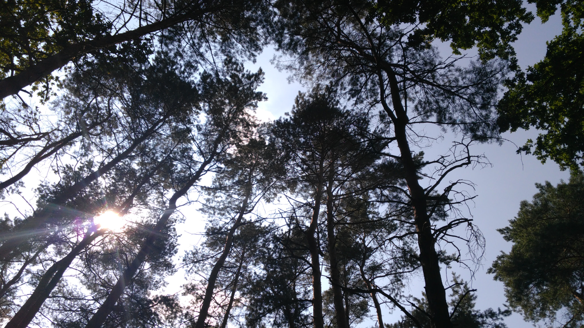 Lenovo S60-A sample photo. Лес photography
