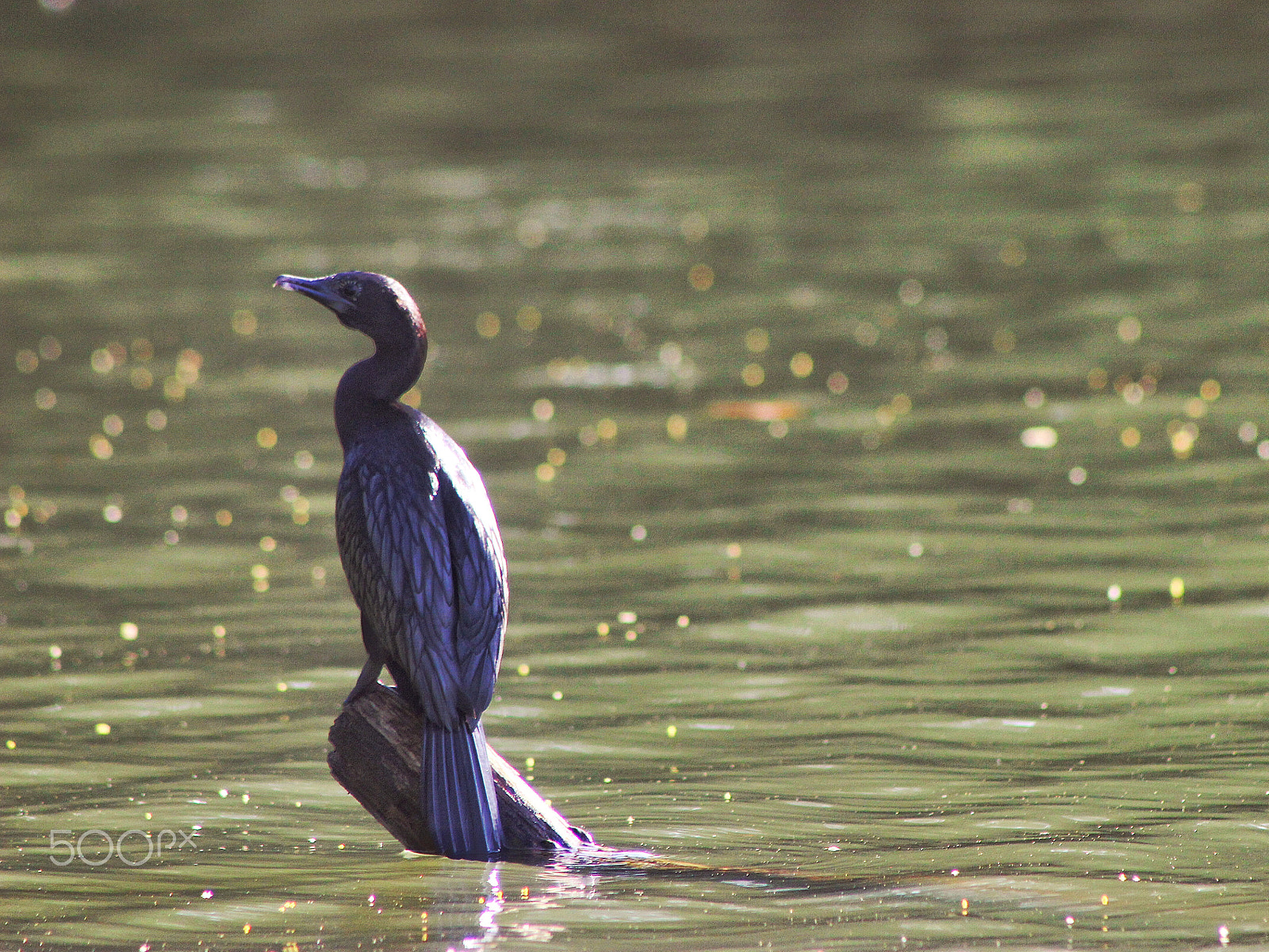 Canon EF75-300mm f/4-5.6 USM sample photo. The dipper photography