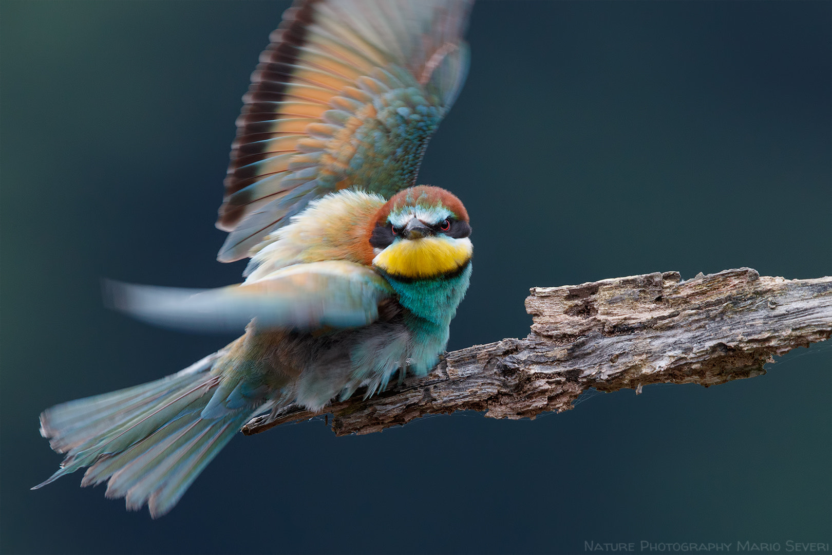 Canon EF 600mm F4L IS II USM sample photo. The hunt is on ... photography
