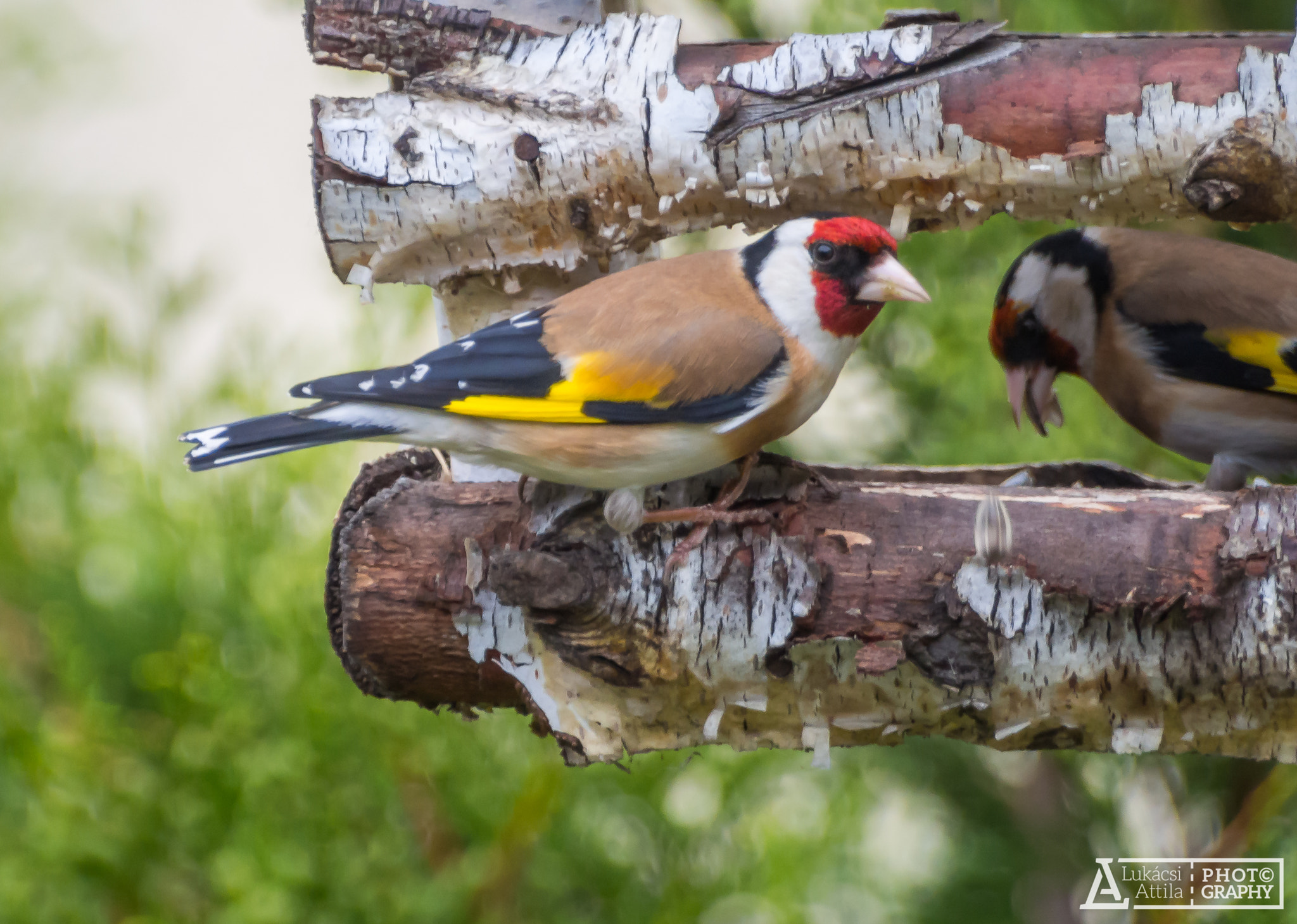 Olympus PEN E-PL6 sample photo. European goldfinch photography