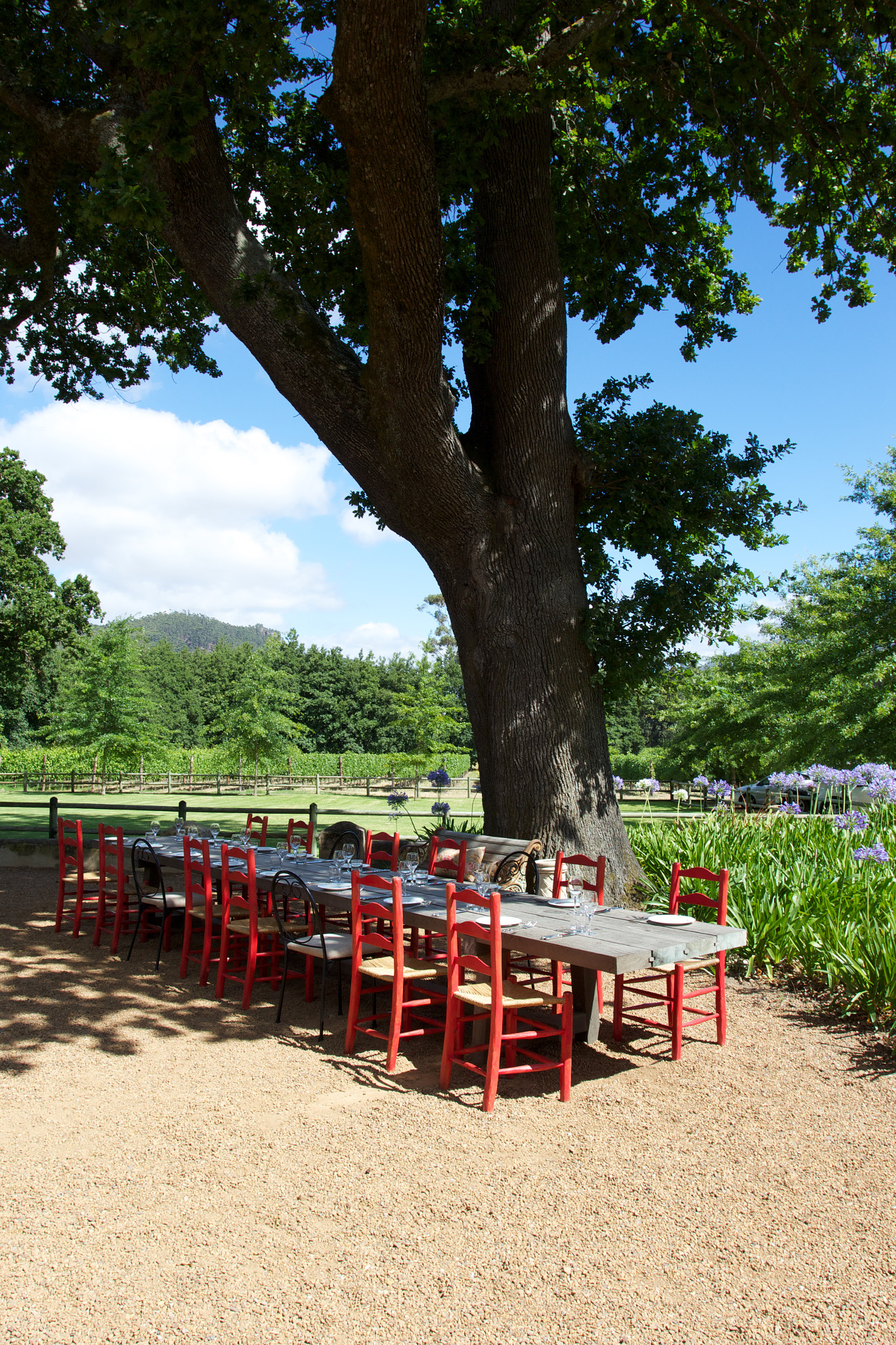 Picnic under the trees