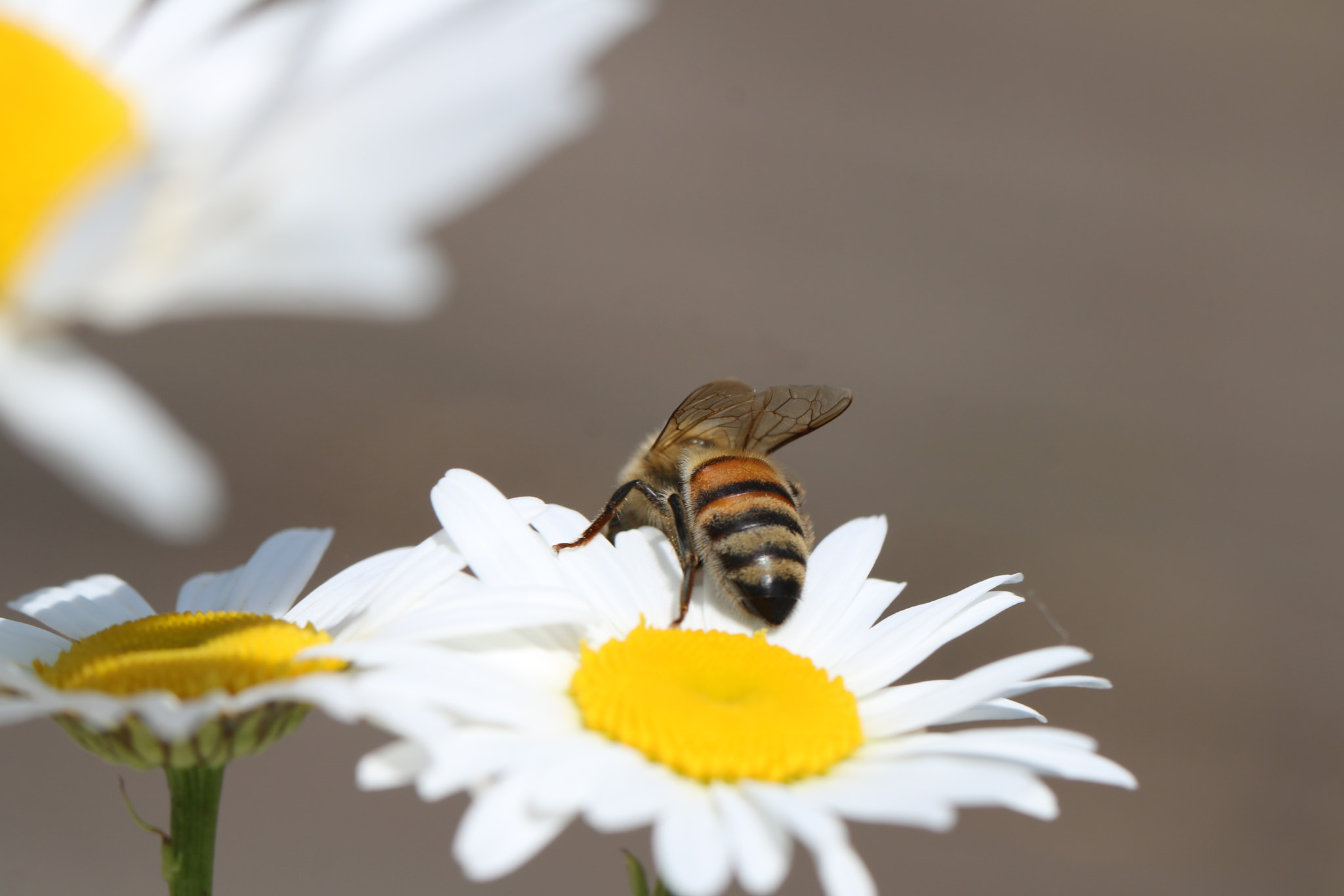 Canon EOS 760D (EOS Rebel T6s / EOS 8000D) + Canon EF 100mm F2.8L Macro IS USM sample photo. Simple daisy with bee photography