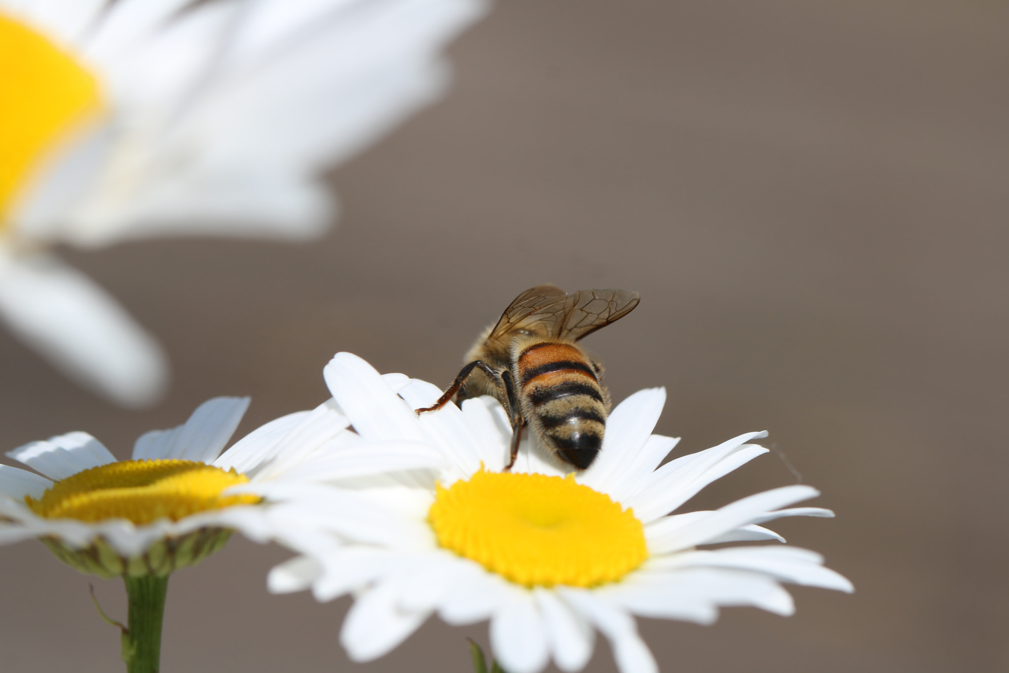 Canon EOS 760D (EOS Rebel T6s / EOS 8000D) sample photo. Simple daisy with bee photography