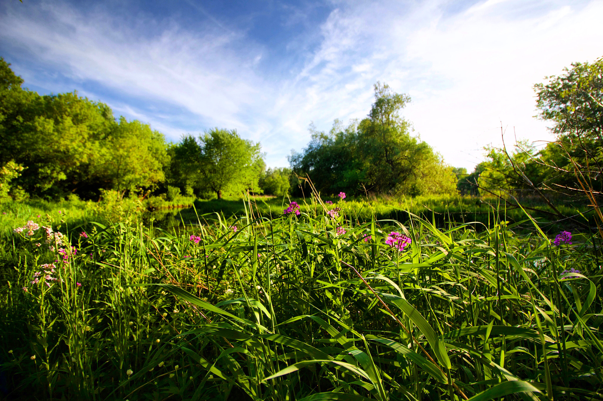 Canon EF-S 10-18mm F4.5–5.6 IS STM sample photo. Backyard escape photography