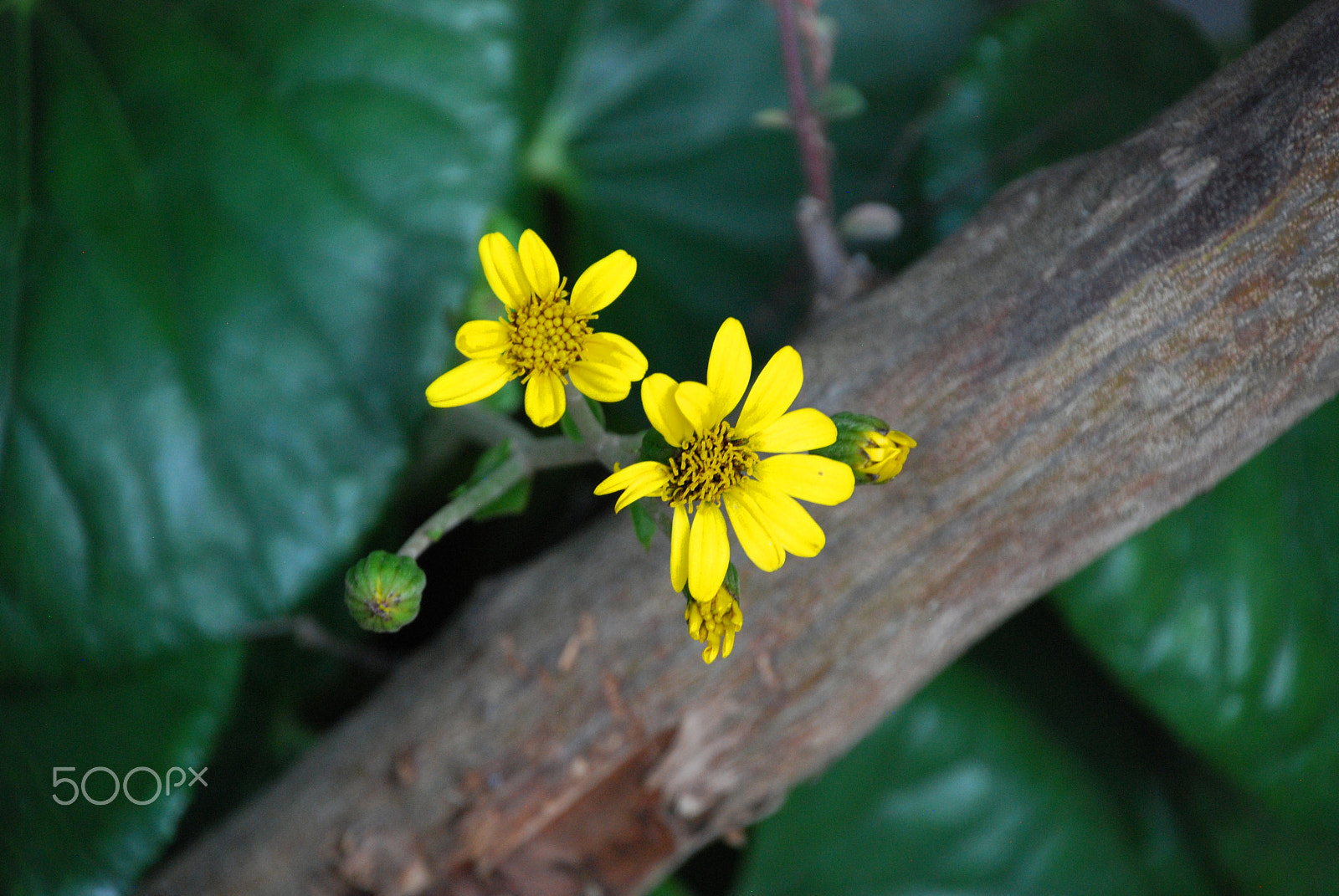 Nikon D40X sample photo. Flower photography