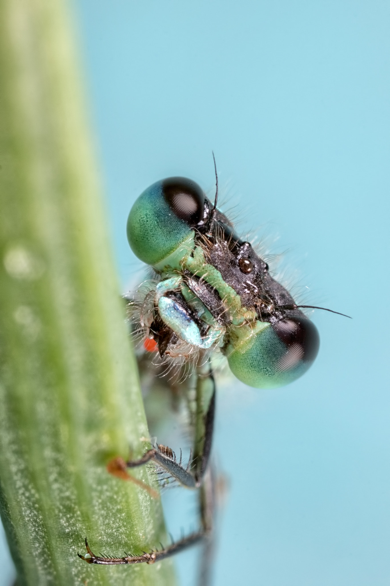 Canon MP-E 65mm F2.5 1-5x Macro Photo sample photo. Finishing me dinner photography