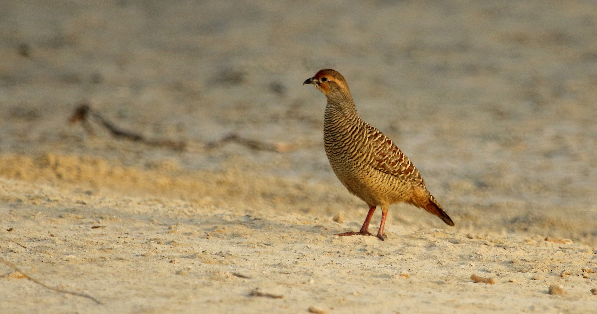 Canon EOS 550D (EOS Rebel T2i / EOS Kiss X4) + Canon EF 100-400mm F4.5-5.6L IS USM sample photo. Grey francolin photography