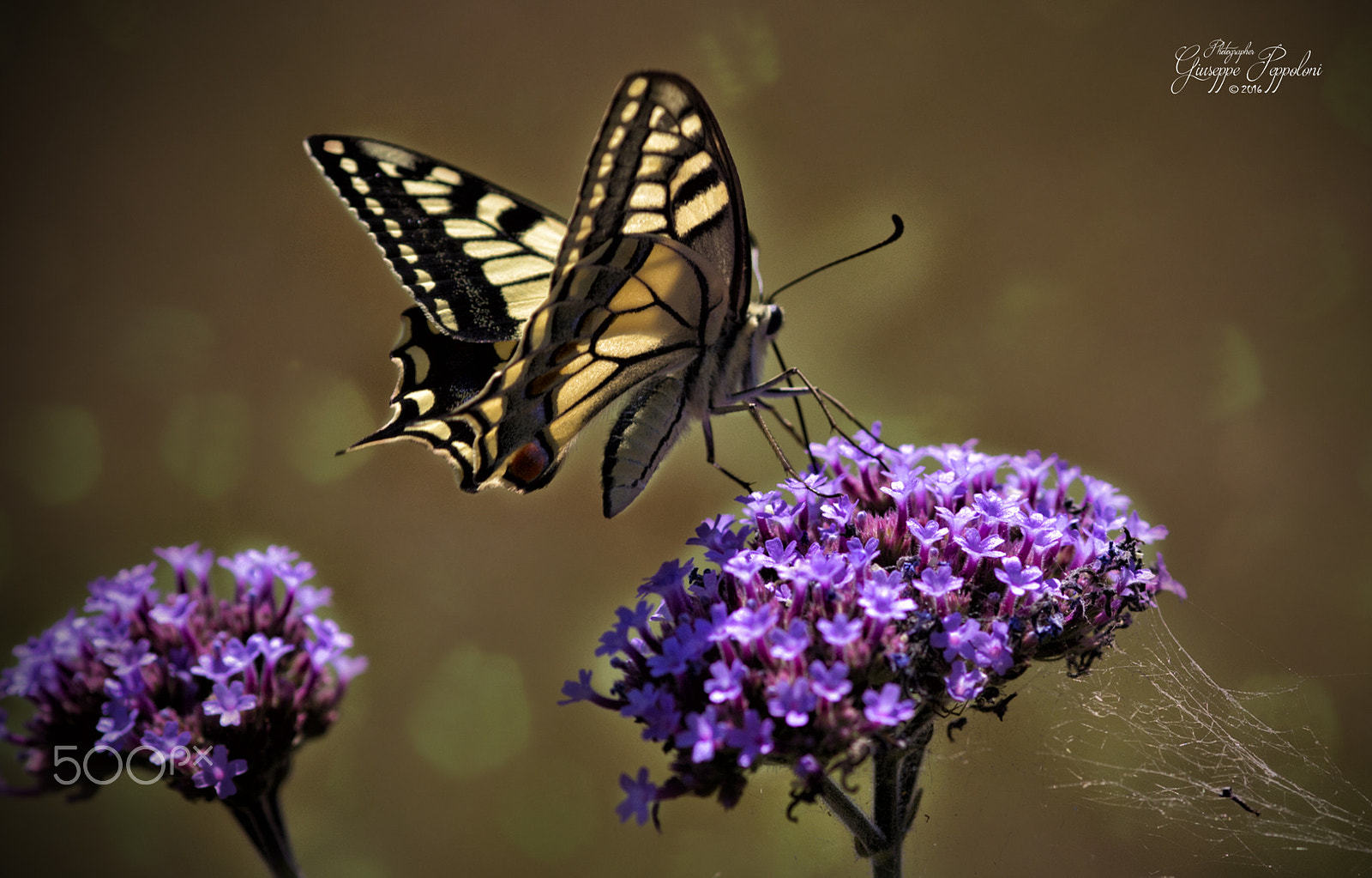 Canon EOS 60D + Sigma 105mm F2.8 EX DG Macro sample photo. Butterflies photography
