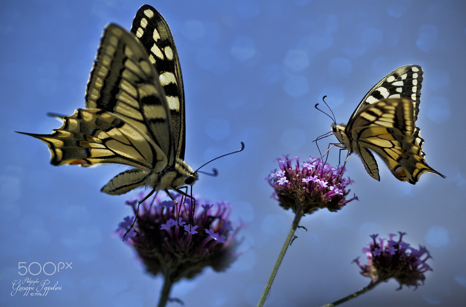 Canon EOS 60D + Sigma 105mm F2.8 EX DG Macro sample photo. Butterflies photography