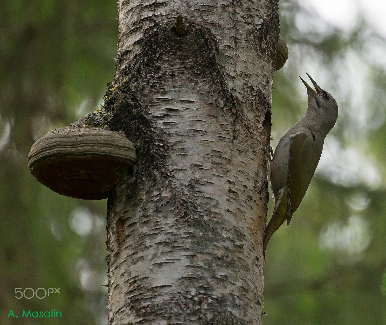 Nikon D600 + Nikon AF-S Nikkor 200-500mm F5.6E ED VR sample photo. Grey-headed woodpecker photography