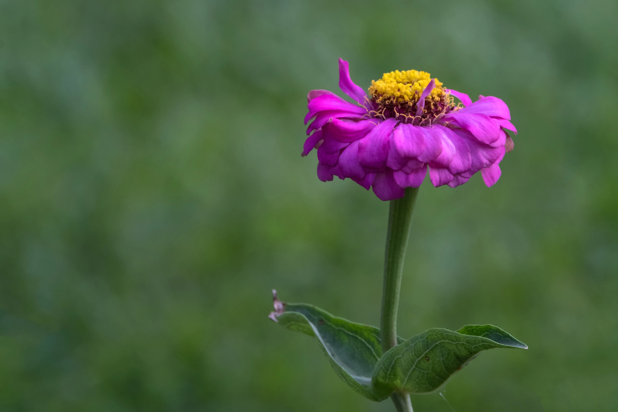 XF100-400mmF4.5-5.6 R LM OIS WR + 1.4x sample photo. Dancing petals photography
