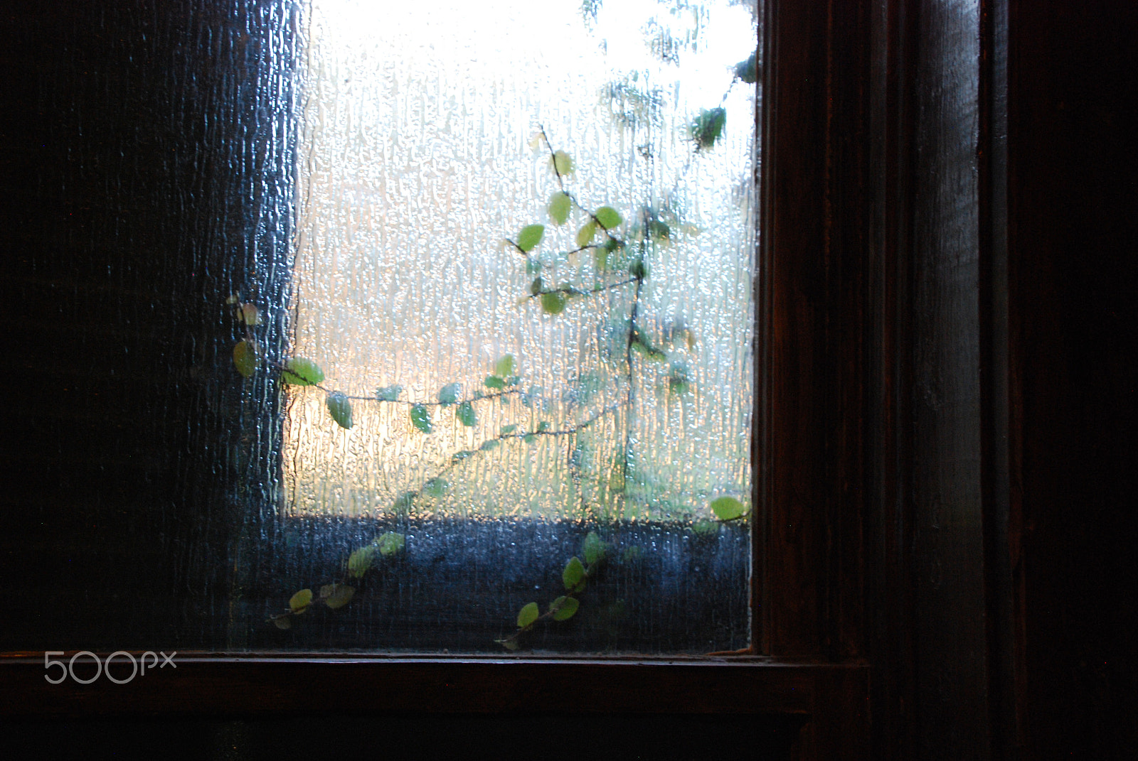 Nikon D40X sample photo. Plants on windows photography