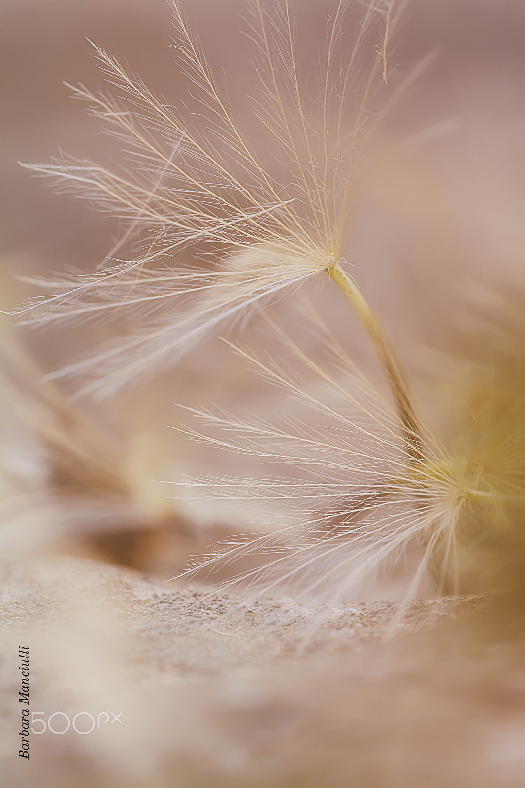 Sigma 150mm F2.8 EX DG OS Macro HSM sample photo. Solo un desiderio photography