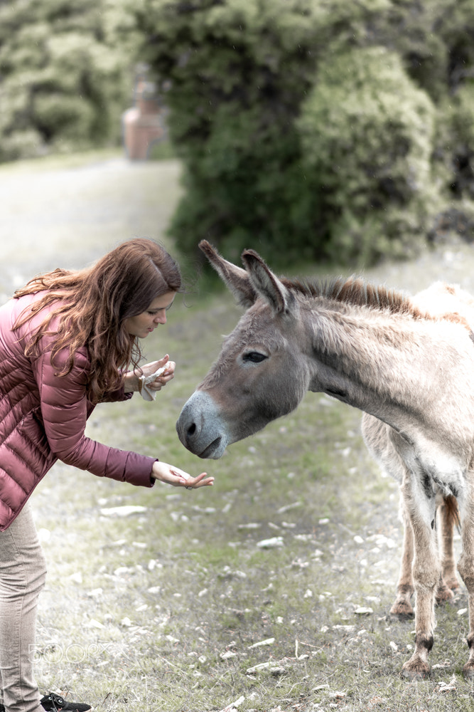 Nikon D5500 + Nikon AF-S Nikkor 85mm F1.8G sample photo. Girl feeding a donkey photography