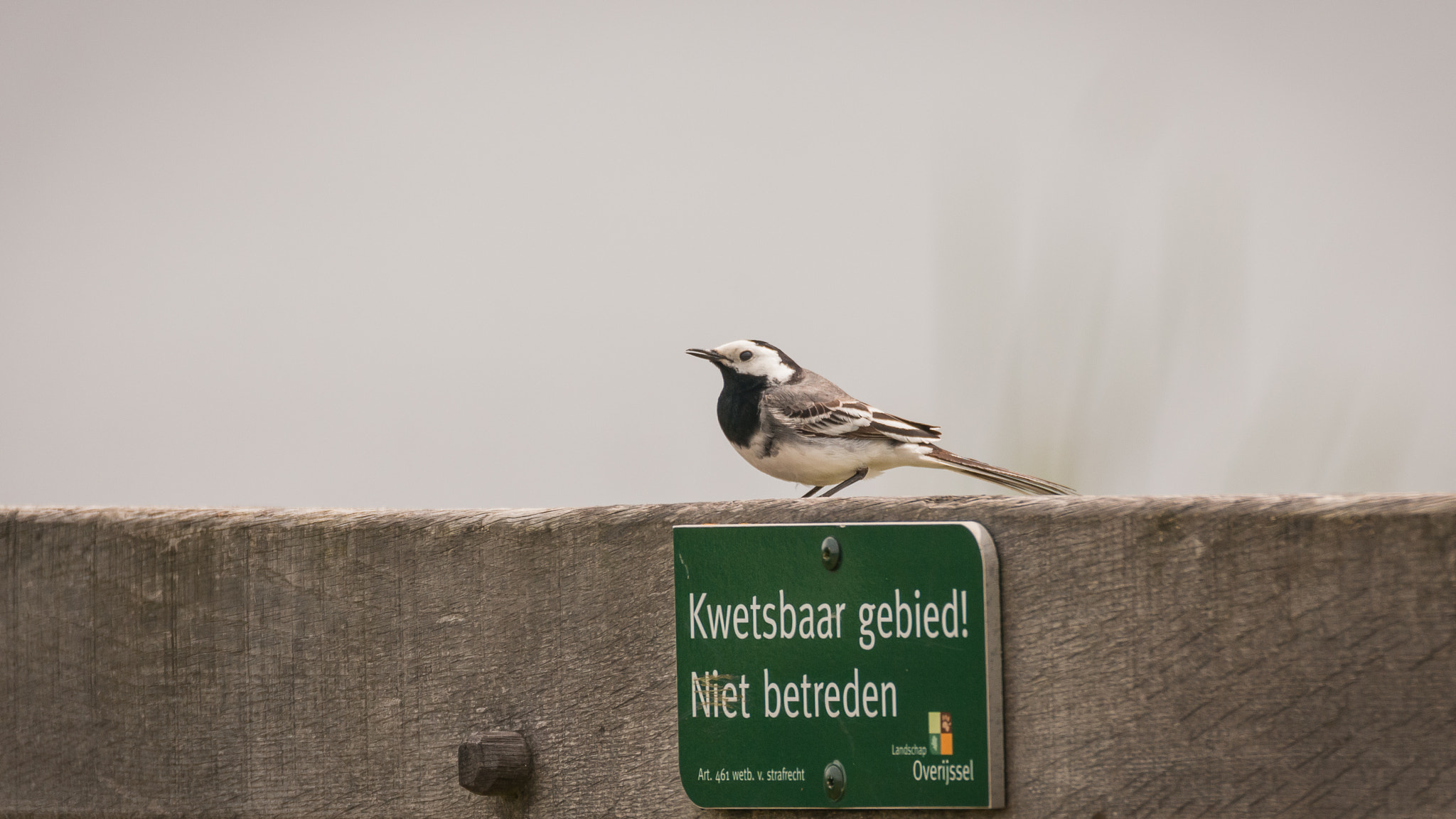 Sigma 150-600mm F5-6.3 DG OS HSM | C sample photo. Forbidden access photography