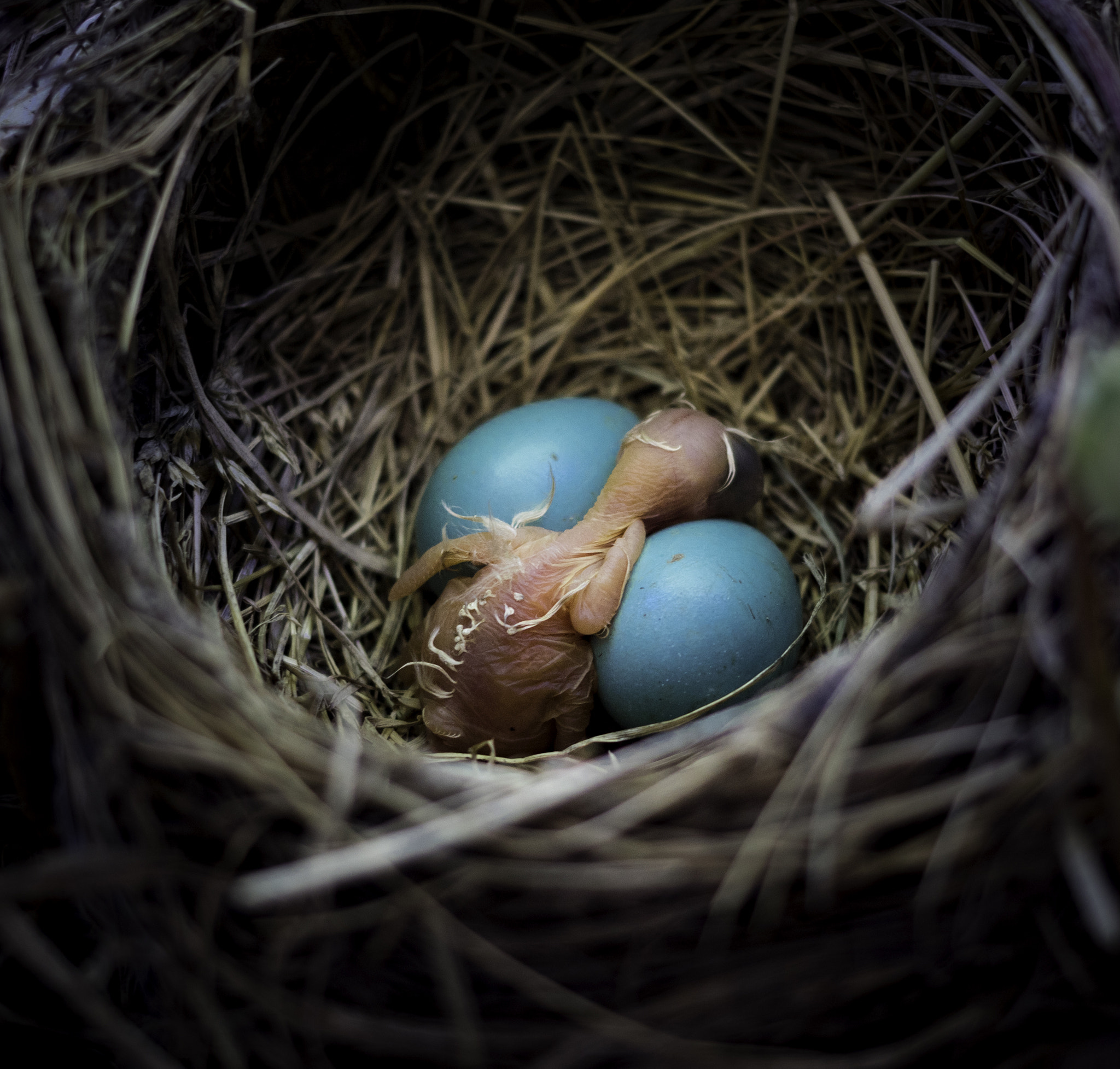 Canon EOS 760D (EOS Rebel T6s / EOS 8000D) sample photo. Hours old robin photography