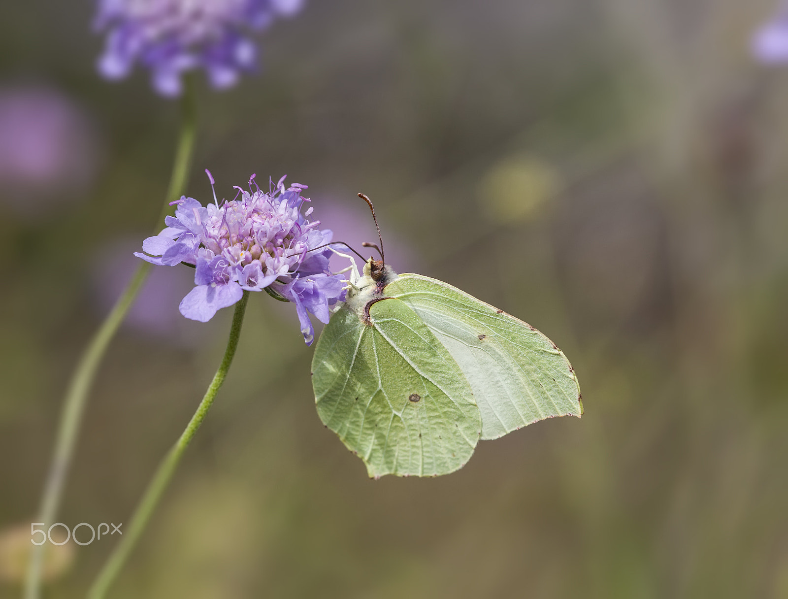 Sigma APO Macro 150mm f/2.8 EX DG HSM sample photo. Butterfly photography